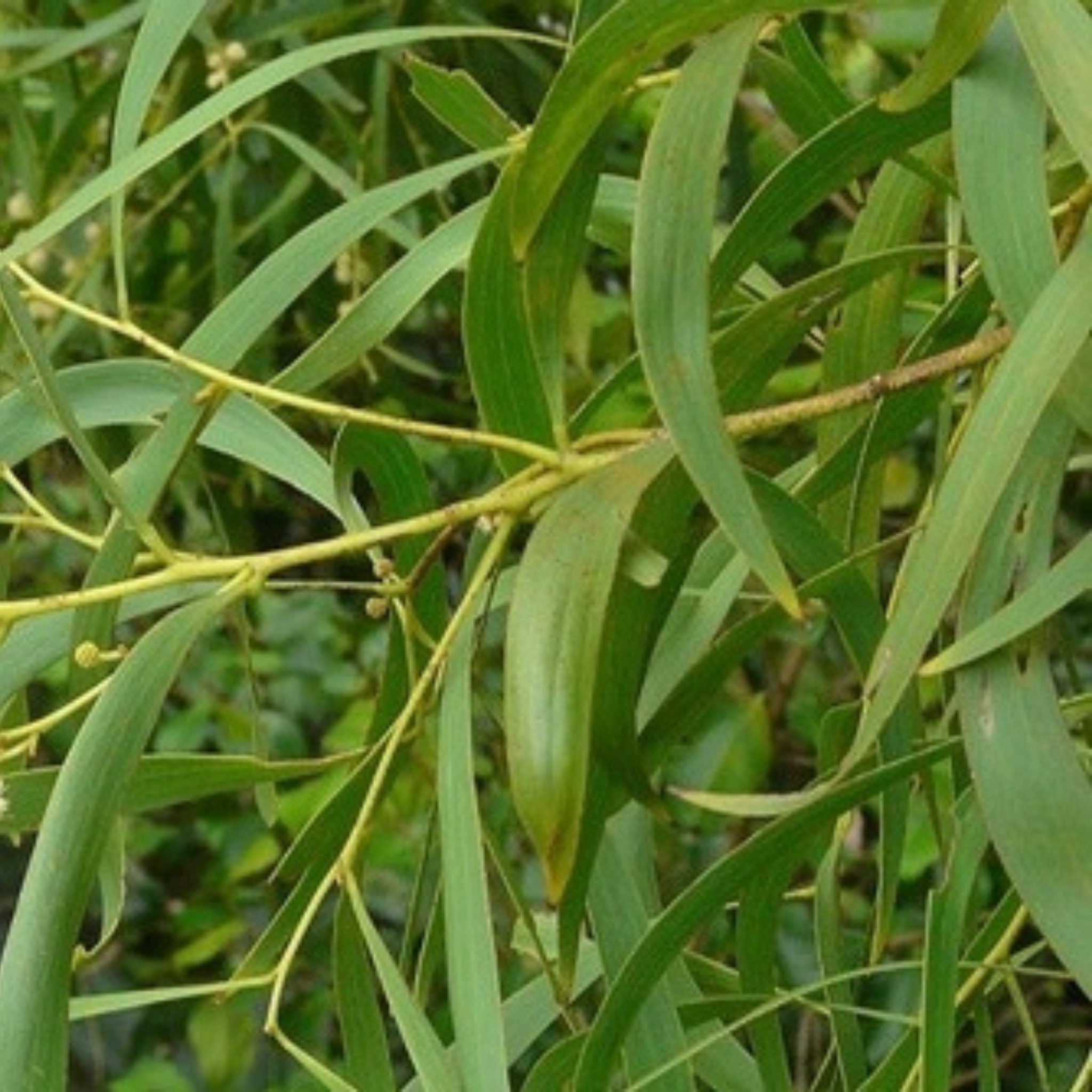 Acacia Implexa Lightwood - Acacia Implexa