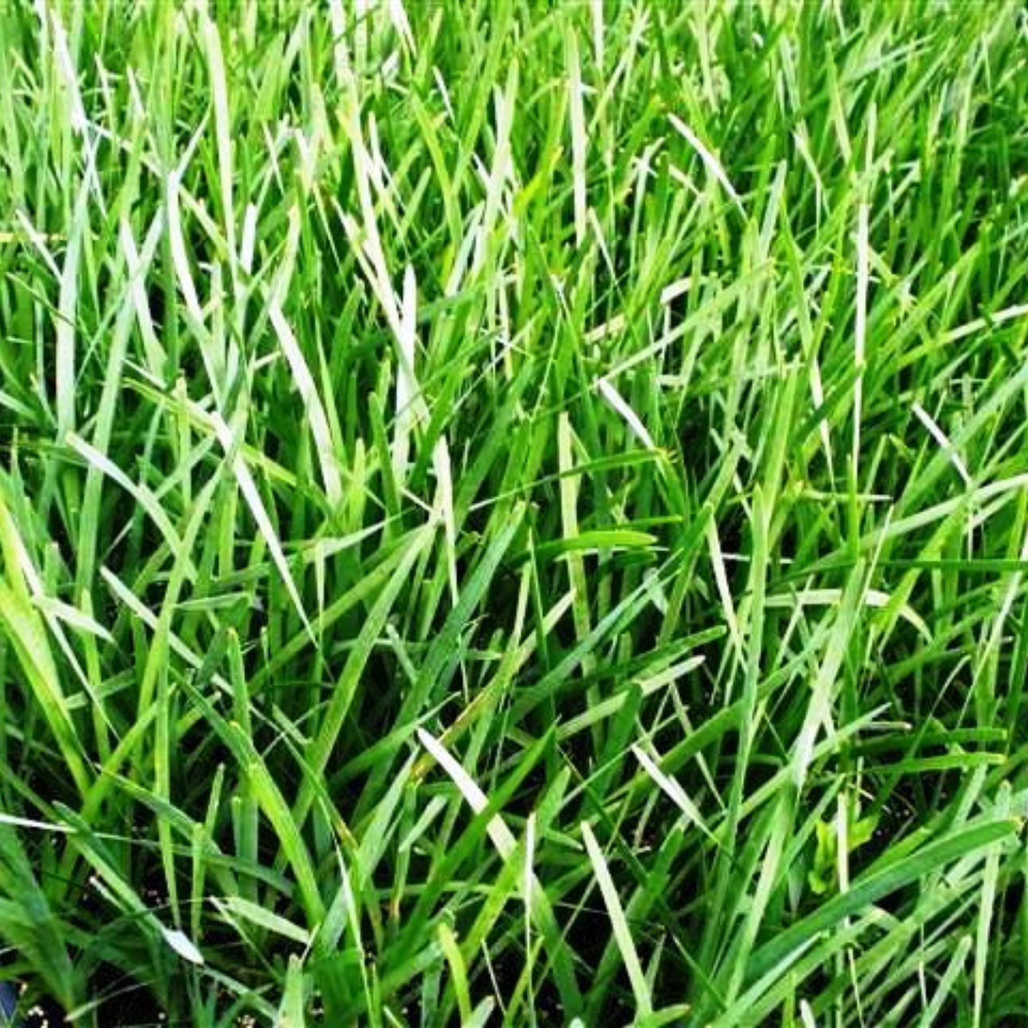 Lomandra longifolia