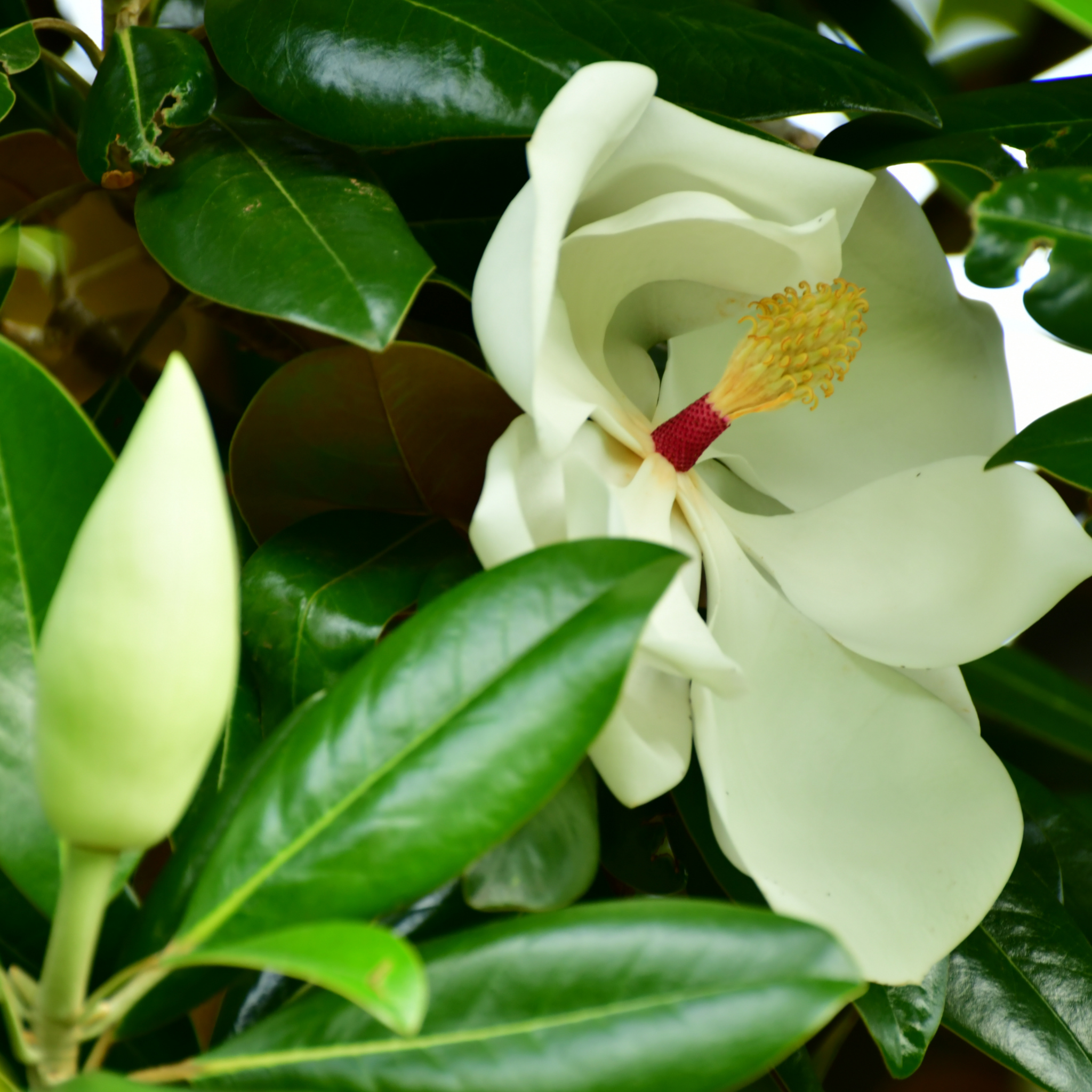 Magnolia Greenback - Magnolia grandiflora Greenback