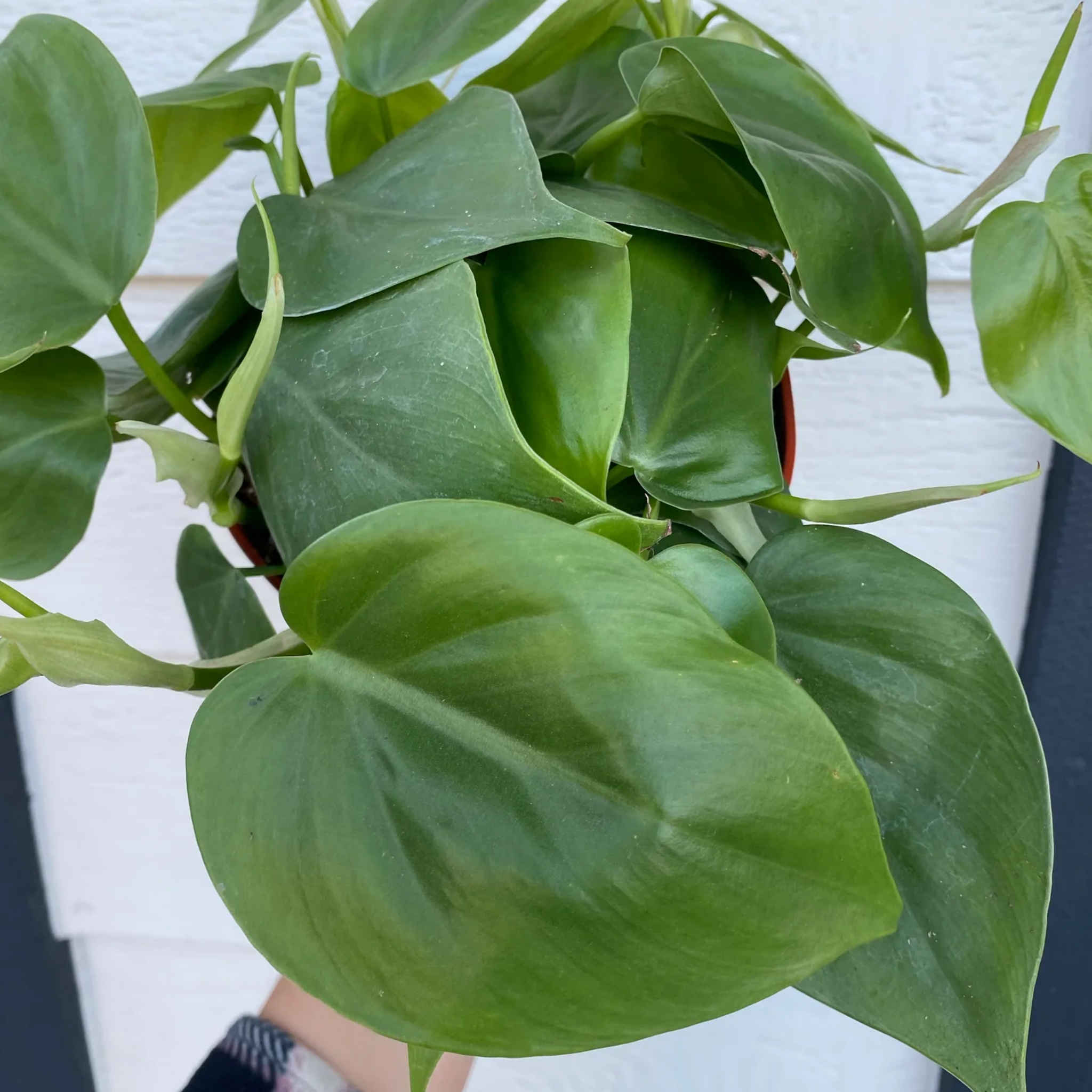 Heart Leaf Philodendron - Philodendron cordatum