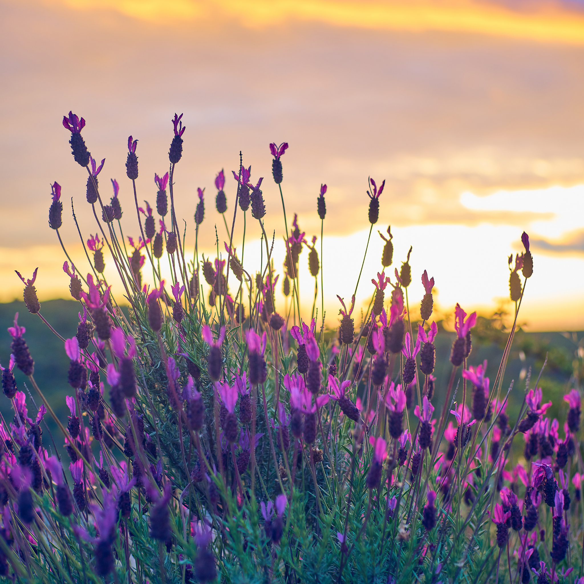 French Lavender - Lavandula pedunculata The Princess PBR
