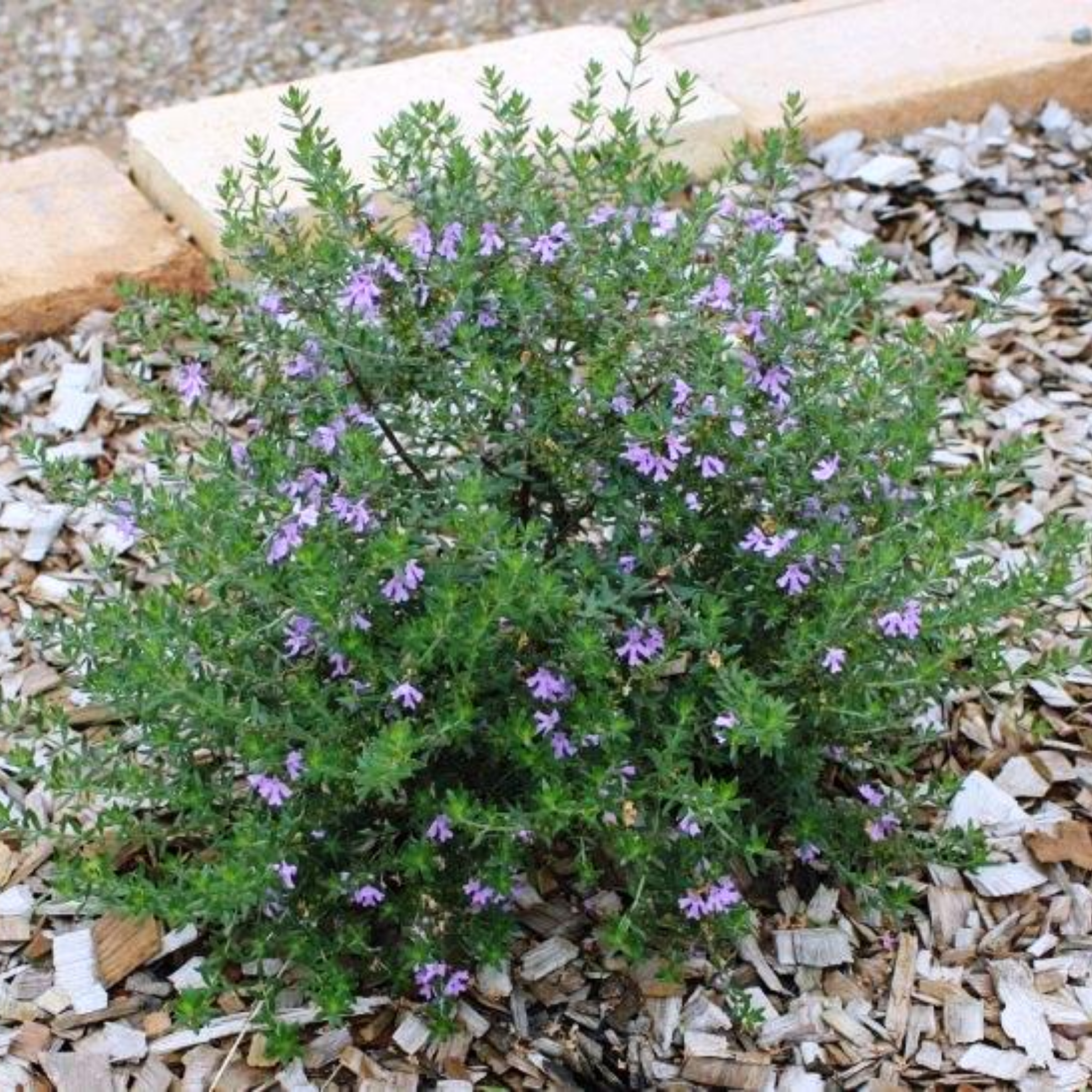 Blue Gem Native Rosemary - Westringia hybrida Blue Gem