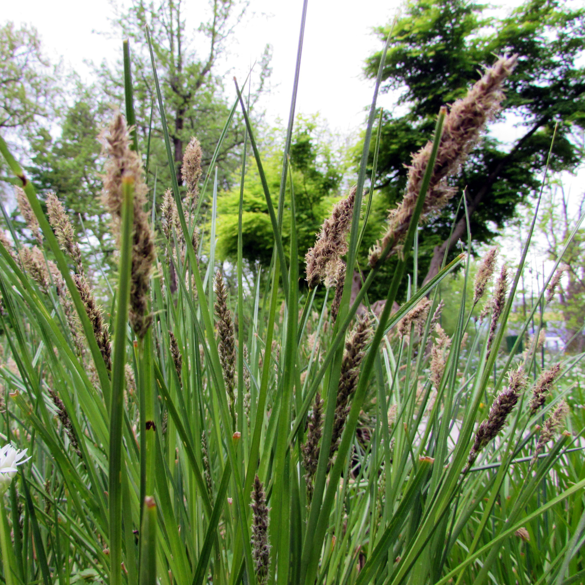 Tall grass with brown seed heads in a natural setting