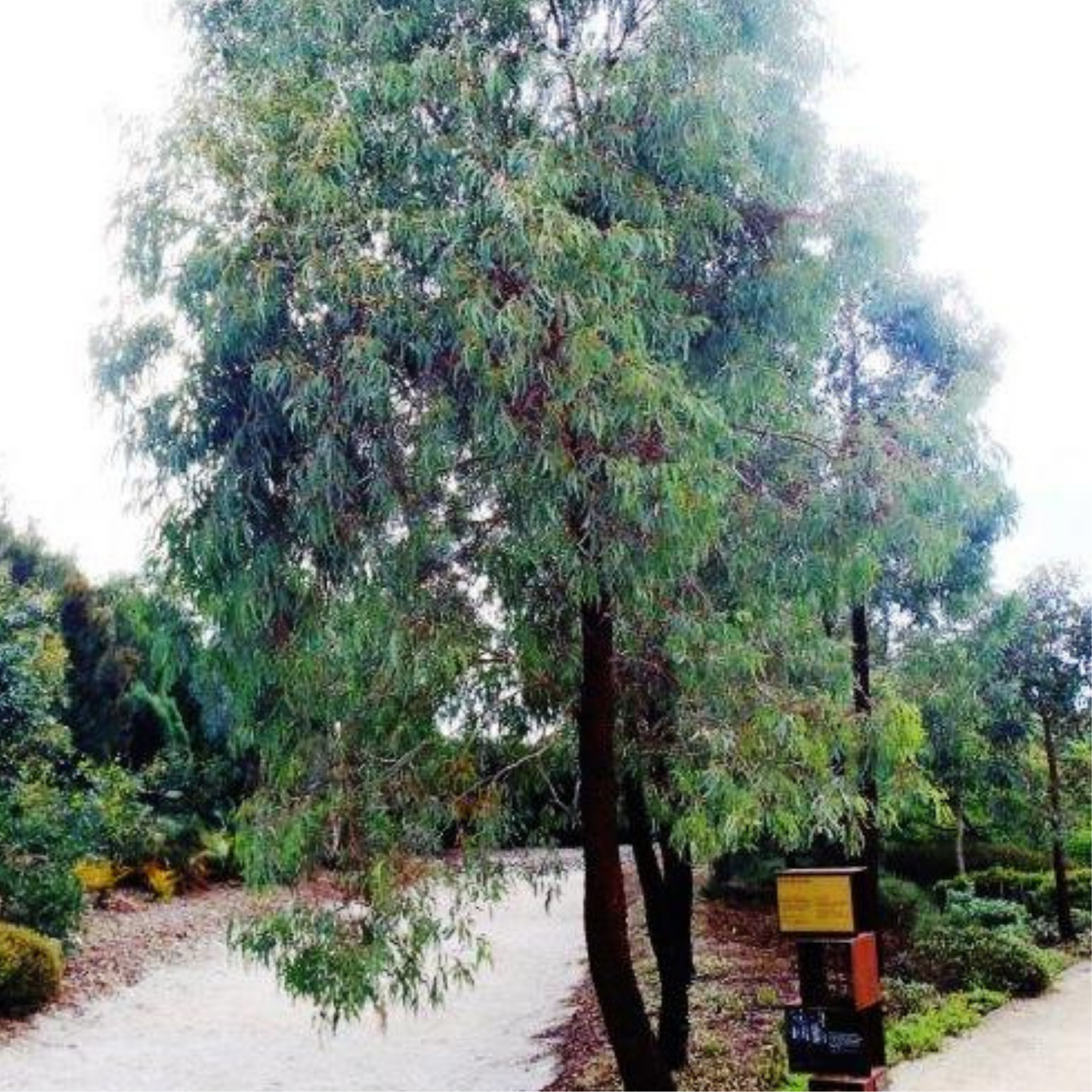Pink Flowering Ironbark - Eucalyptus sideroxylon Rosea