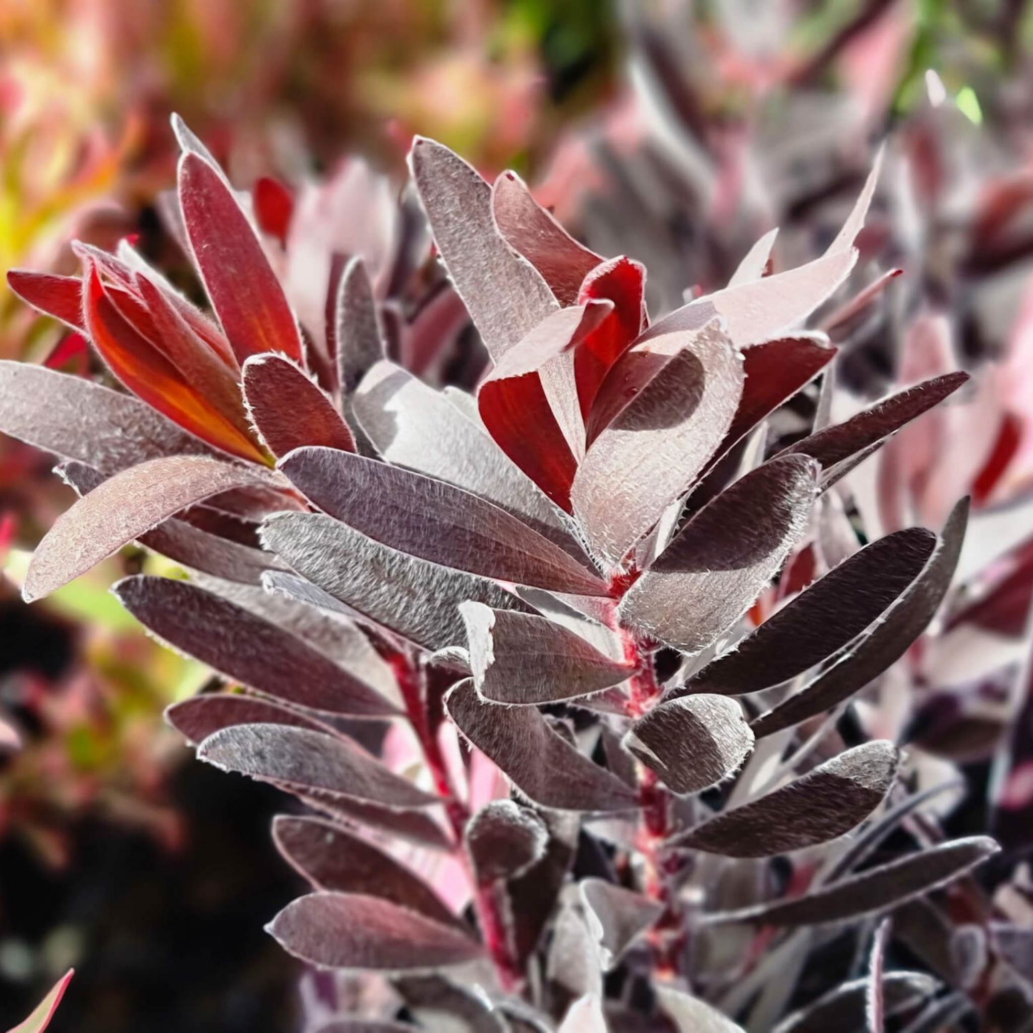 Burgundy Sunset Conebush - Leucadendron laureolum Burgundy Sunset