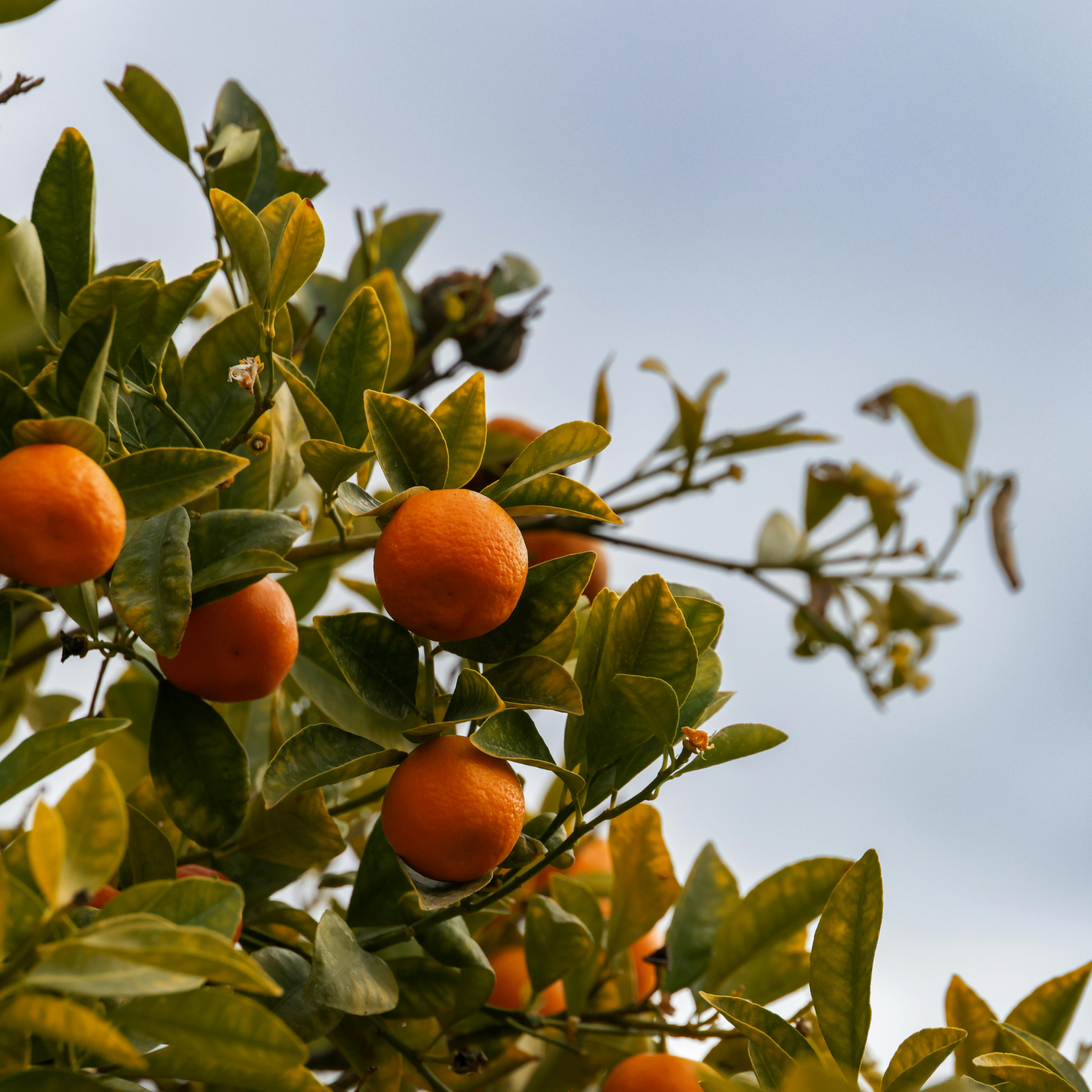 Dwarf Orange Tree (Washington Navel) - Citrus sinensis Washington Navel Dwarf