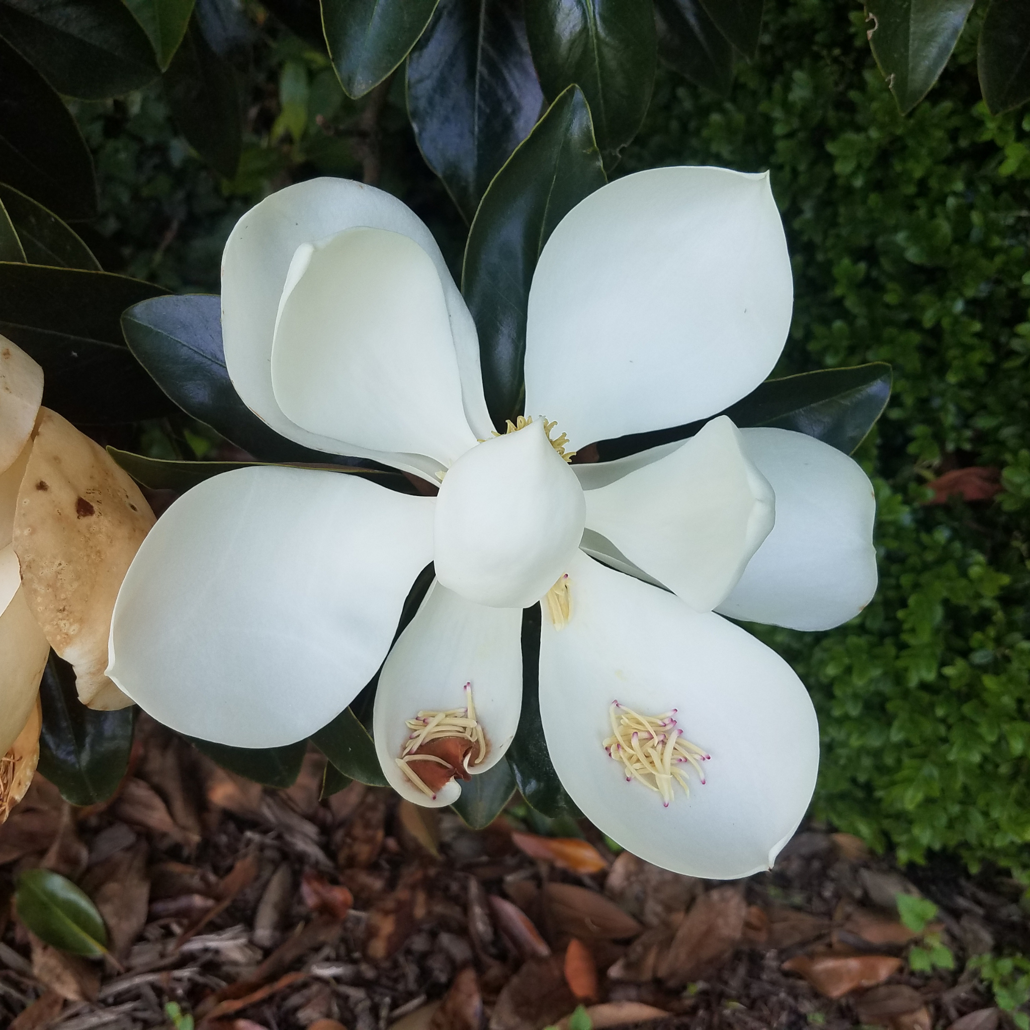 Southern Magnolia - Magnolia grandiflora 'Coolwyn Gloss'