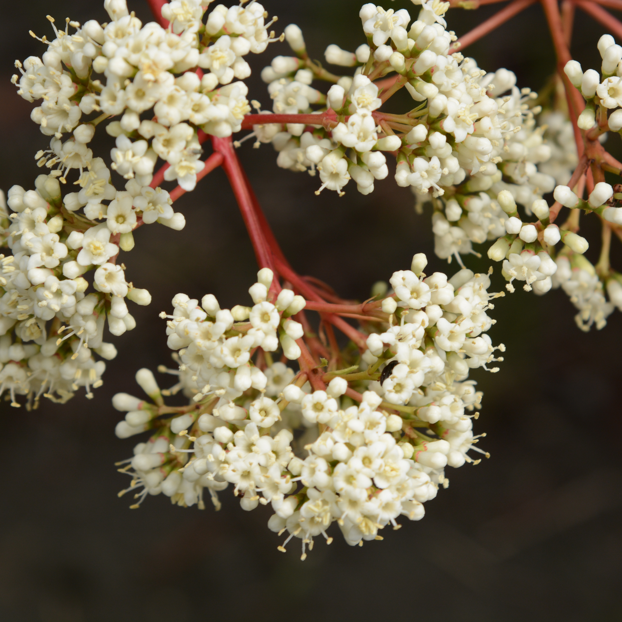 Sweet Viburnum Emerald Lustre - Viburnum Odoratissimum Emeral Lustre