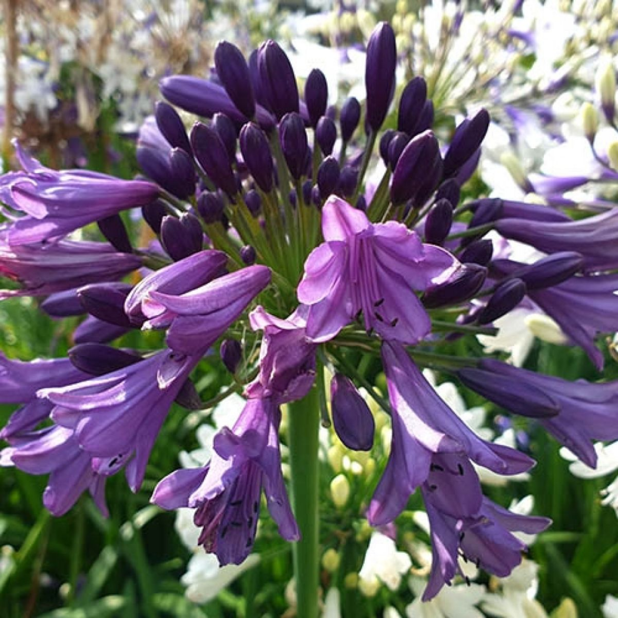 Agapanthus hybrida ‘Poppin Purple’ - Long flowering Lily of the Nile, African Lily