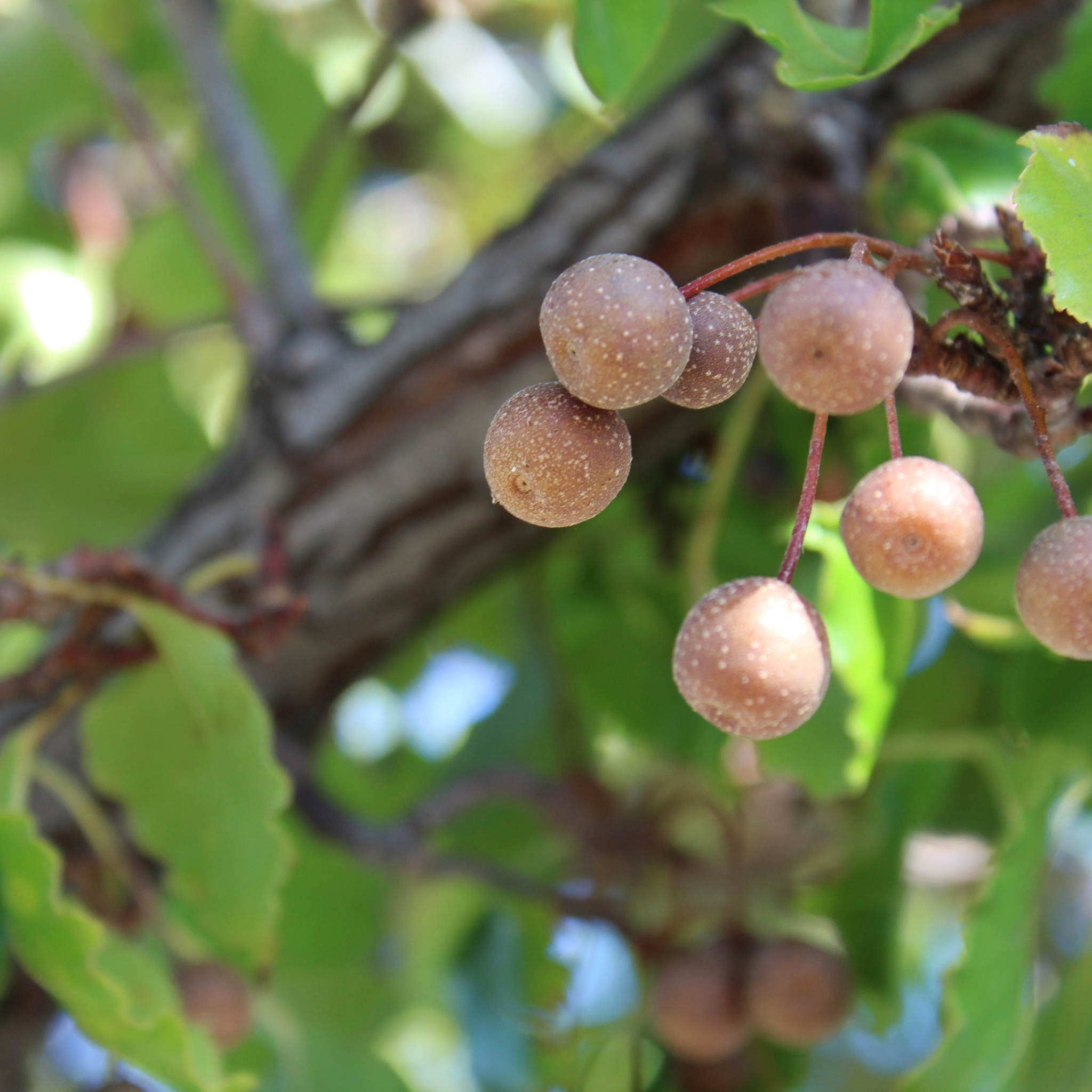 Ornamental Callery Pear Capital - Pyrus calleryana Capital