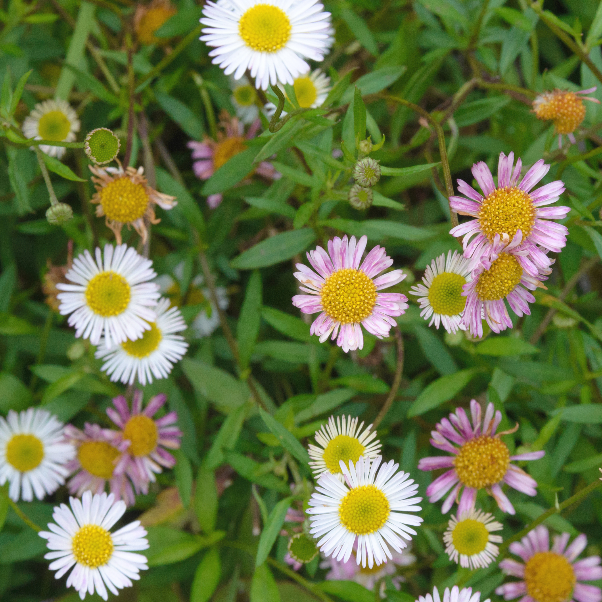 Seaside Daisy - Erigeron karvinskianus