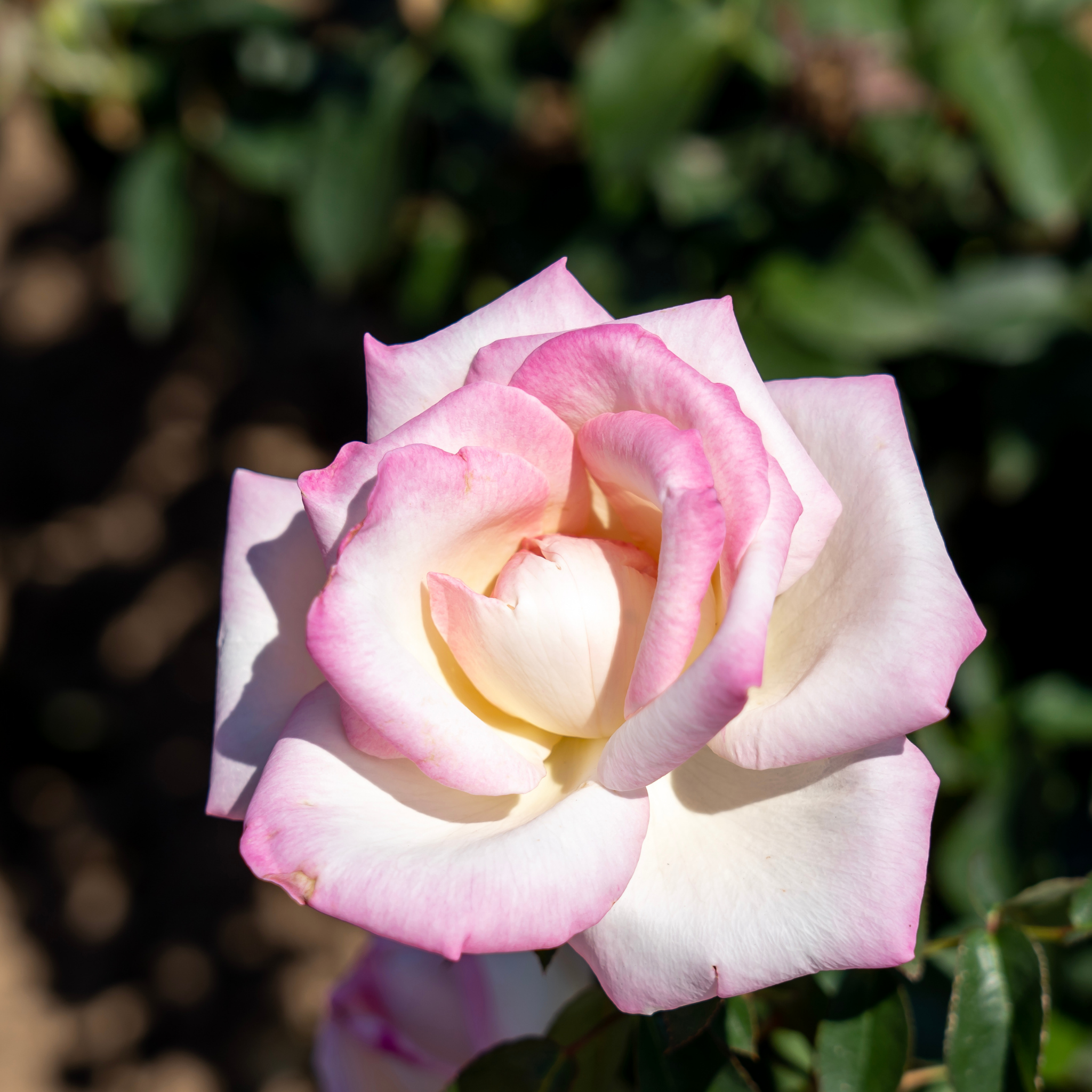 Princesse De Monaco Hybrid Tea Rose - Rosa Princesse De Monaco