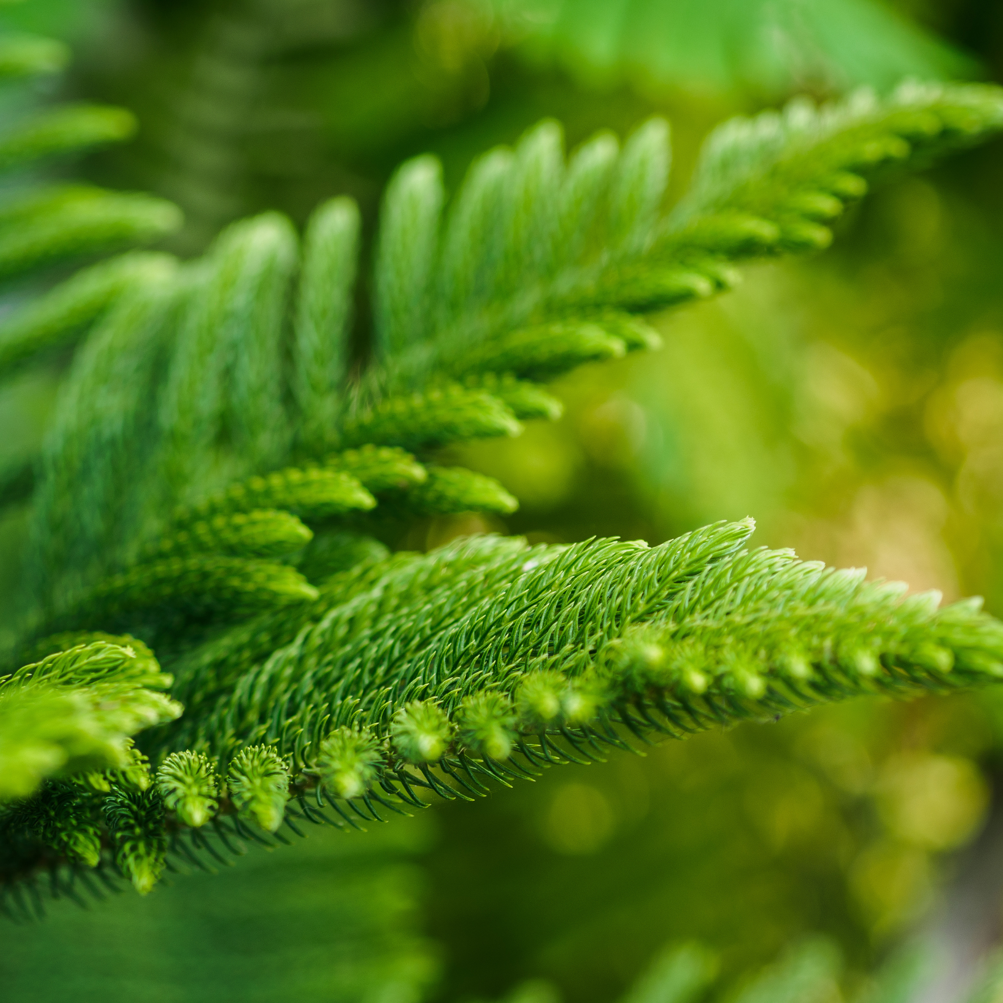 Hawaiian Norfolk Island Pine - Araucaria heterophylla