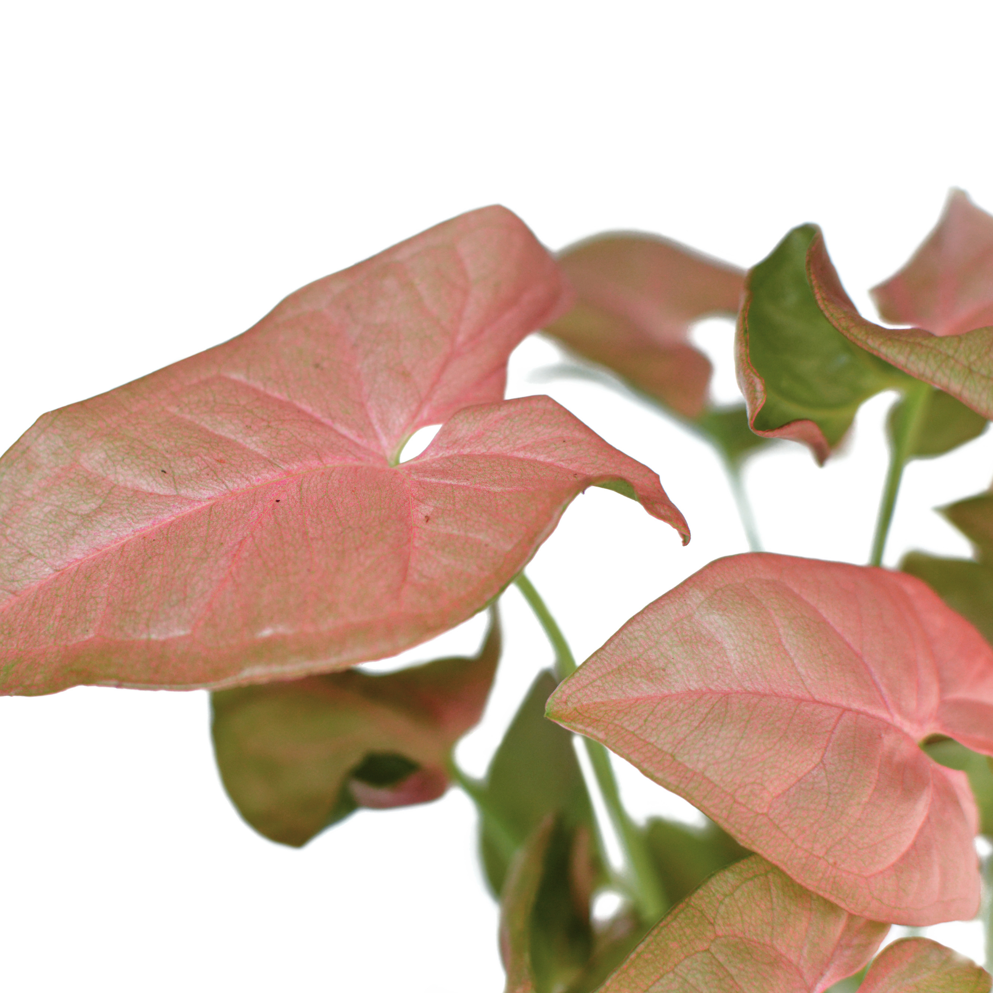 Pink Syngonium - Syngonium podophyllum 'Neon' Arrowhead Plant