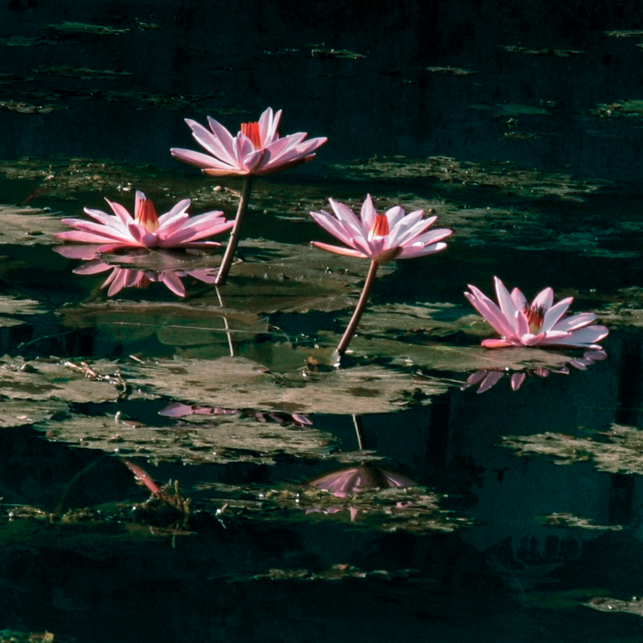 Pink Water Lily - Nymphaea hybrida Pink