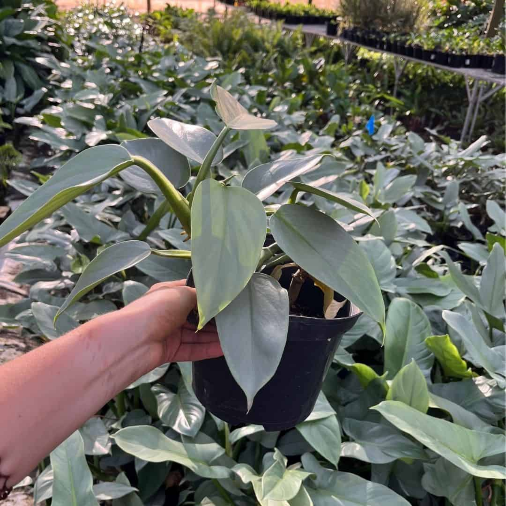 Silver Sword Philodendron - Philodendron hastatum