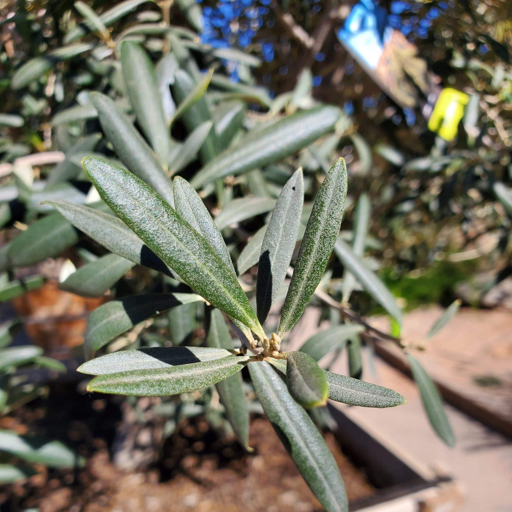 Swan Hill Olive Tree - Olea europaea Swan Hill (non-fruiting tree)
