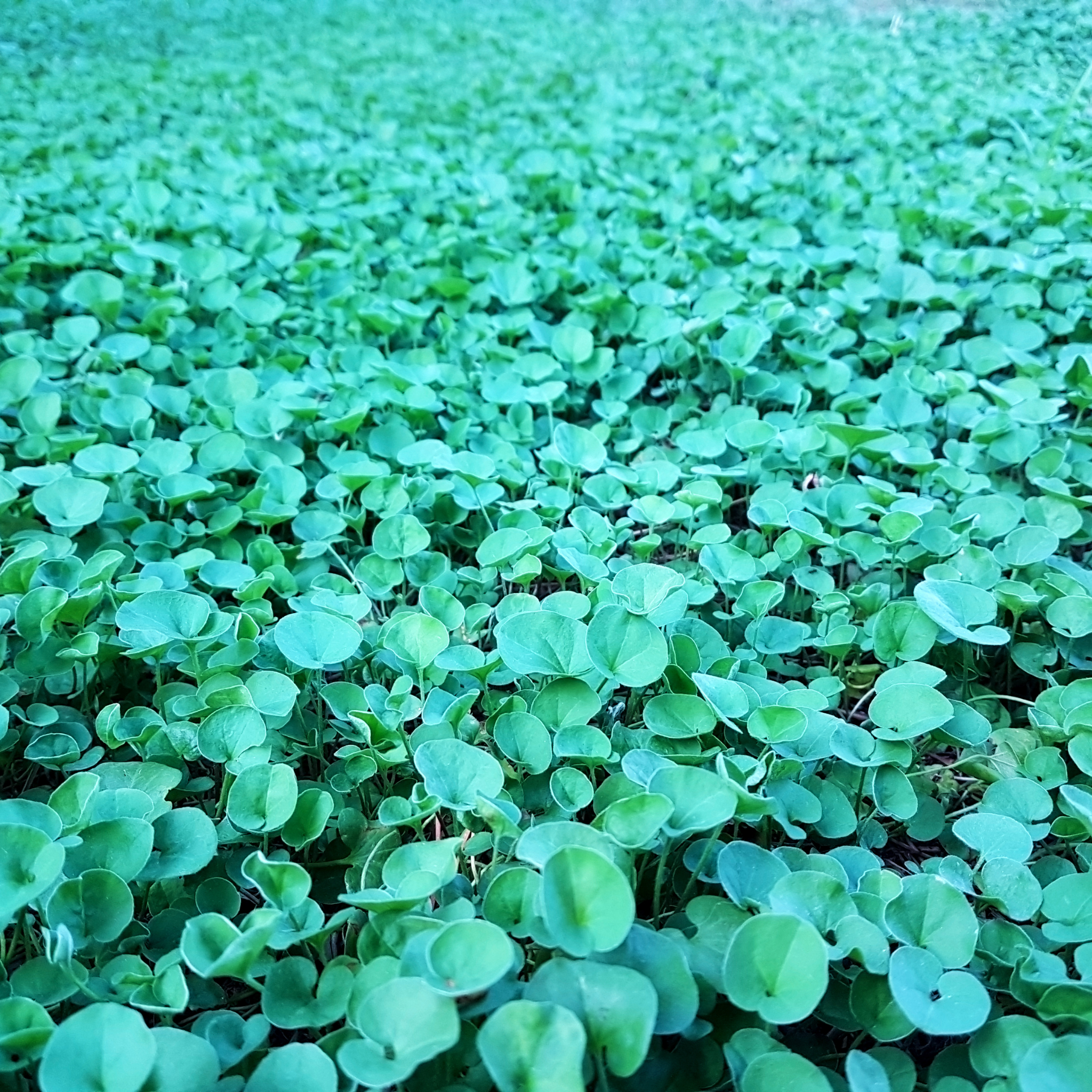 Kidney Grass/Weed - Dichondra repens