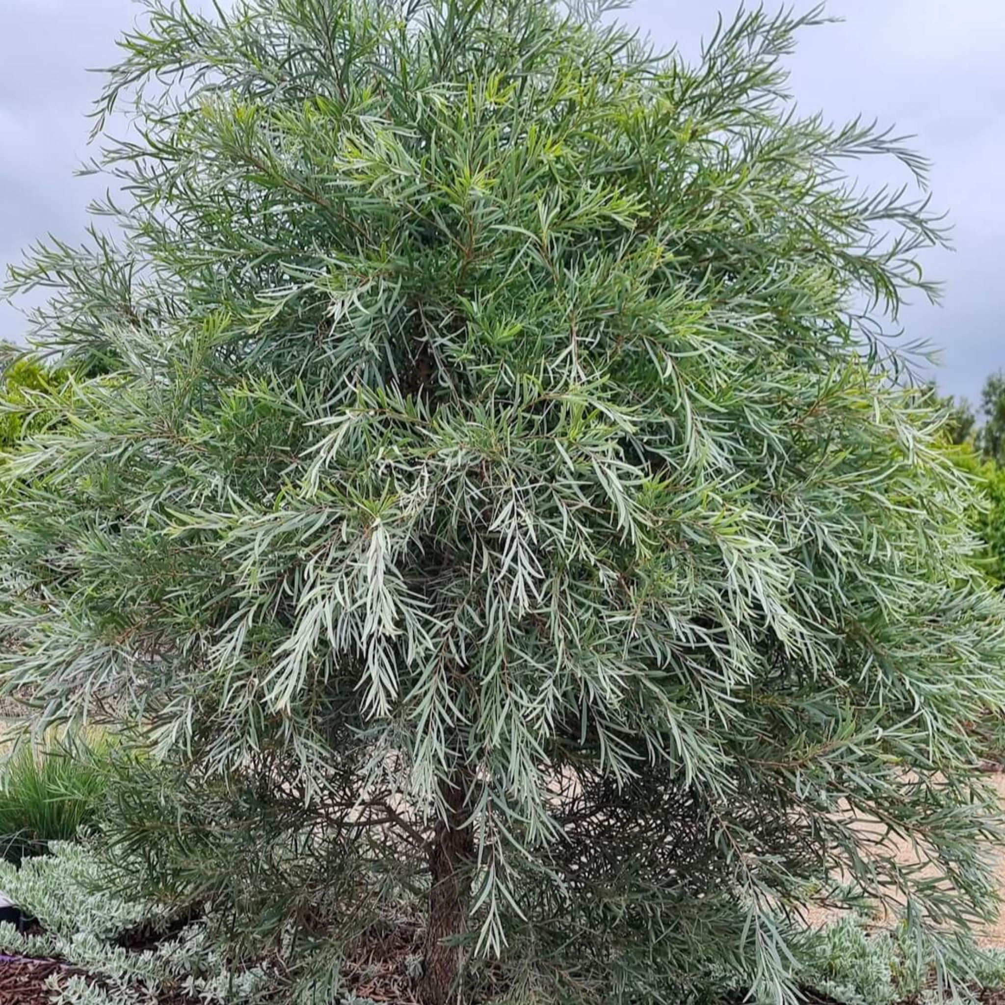 Green tree with a blurred background