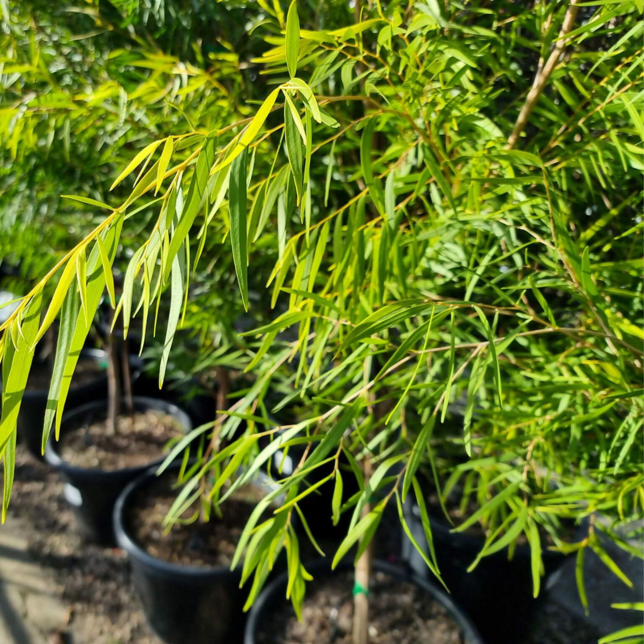 Potted plants with green leaves in a garden setting