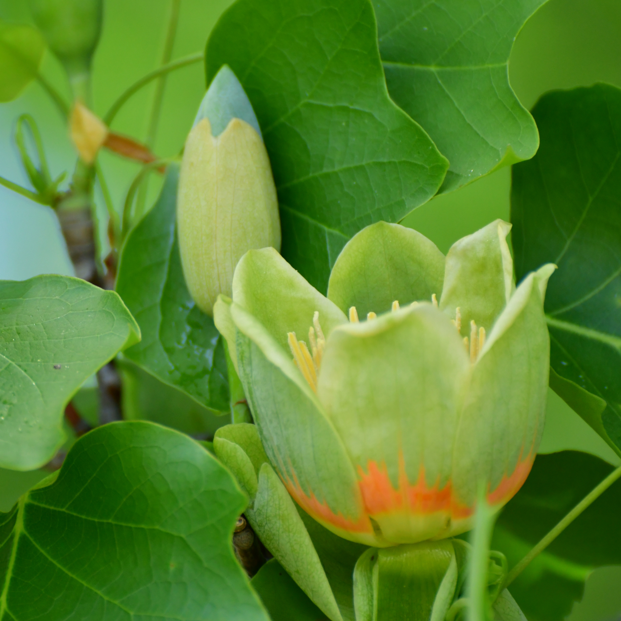 Tulip Tree - Liriodendron tulipifera