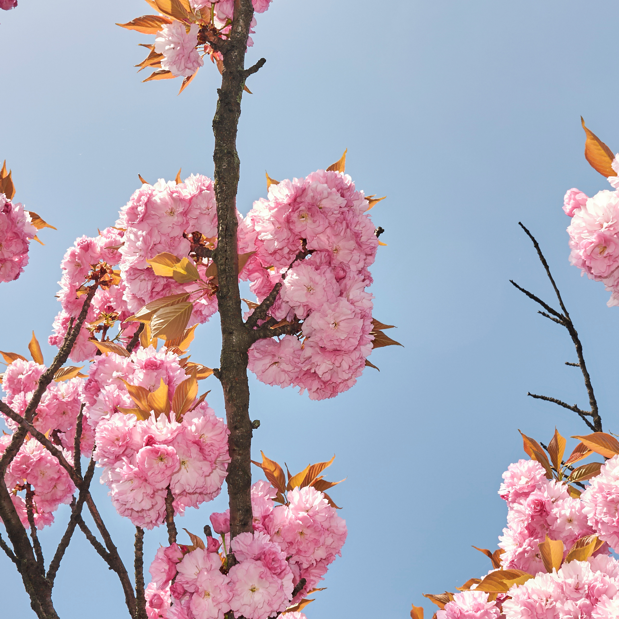 Close-up of pink cherry blossoms against a clear blue sky