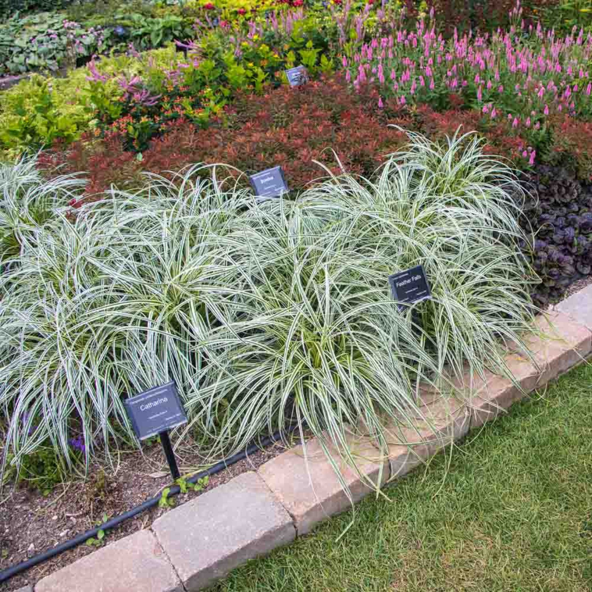 Garden with various plants and flowers, including Carex stricta, with labeled signs.