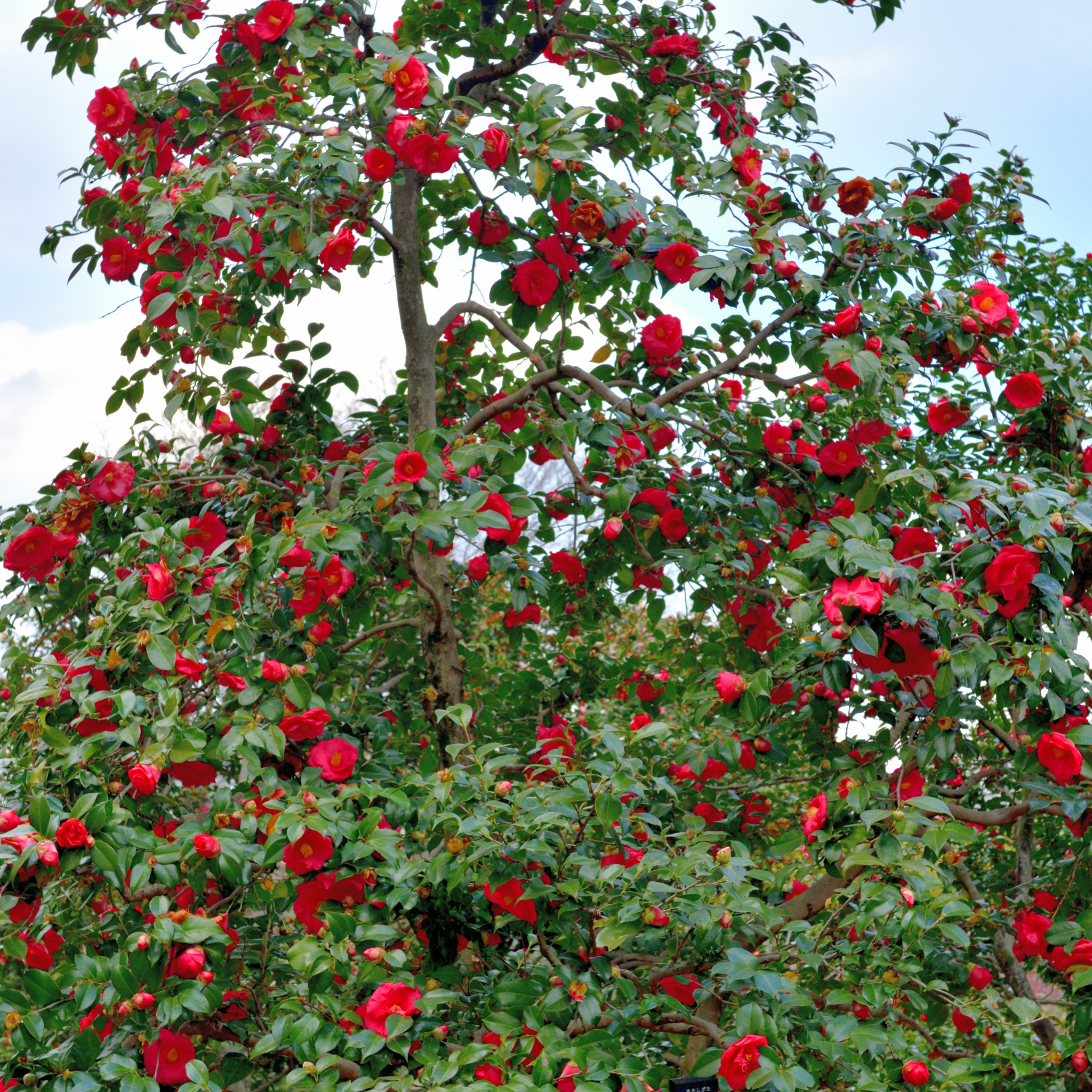 Camellia japonica Wildfire