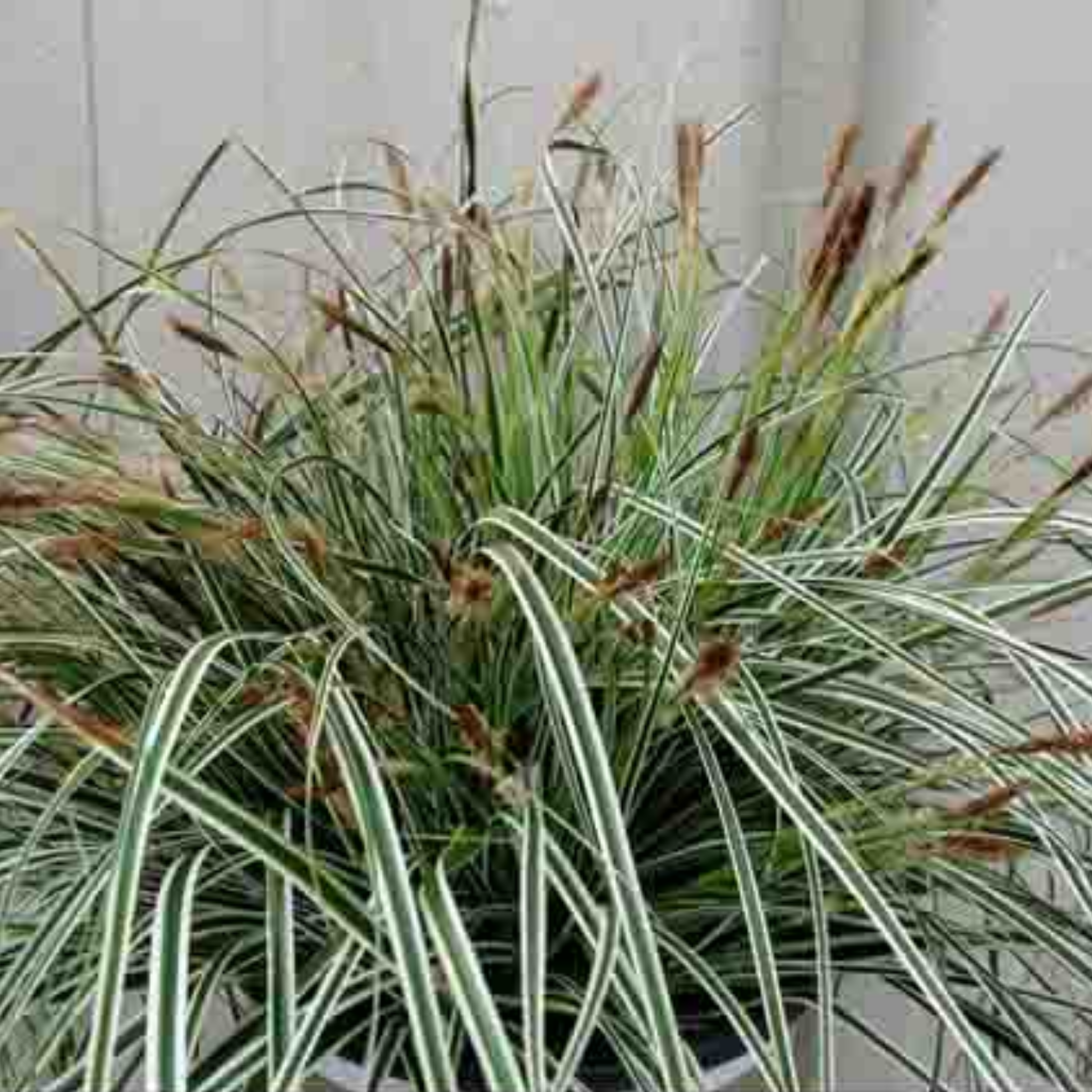 Plants with variegated leaves and brown spikes against a light background