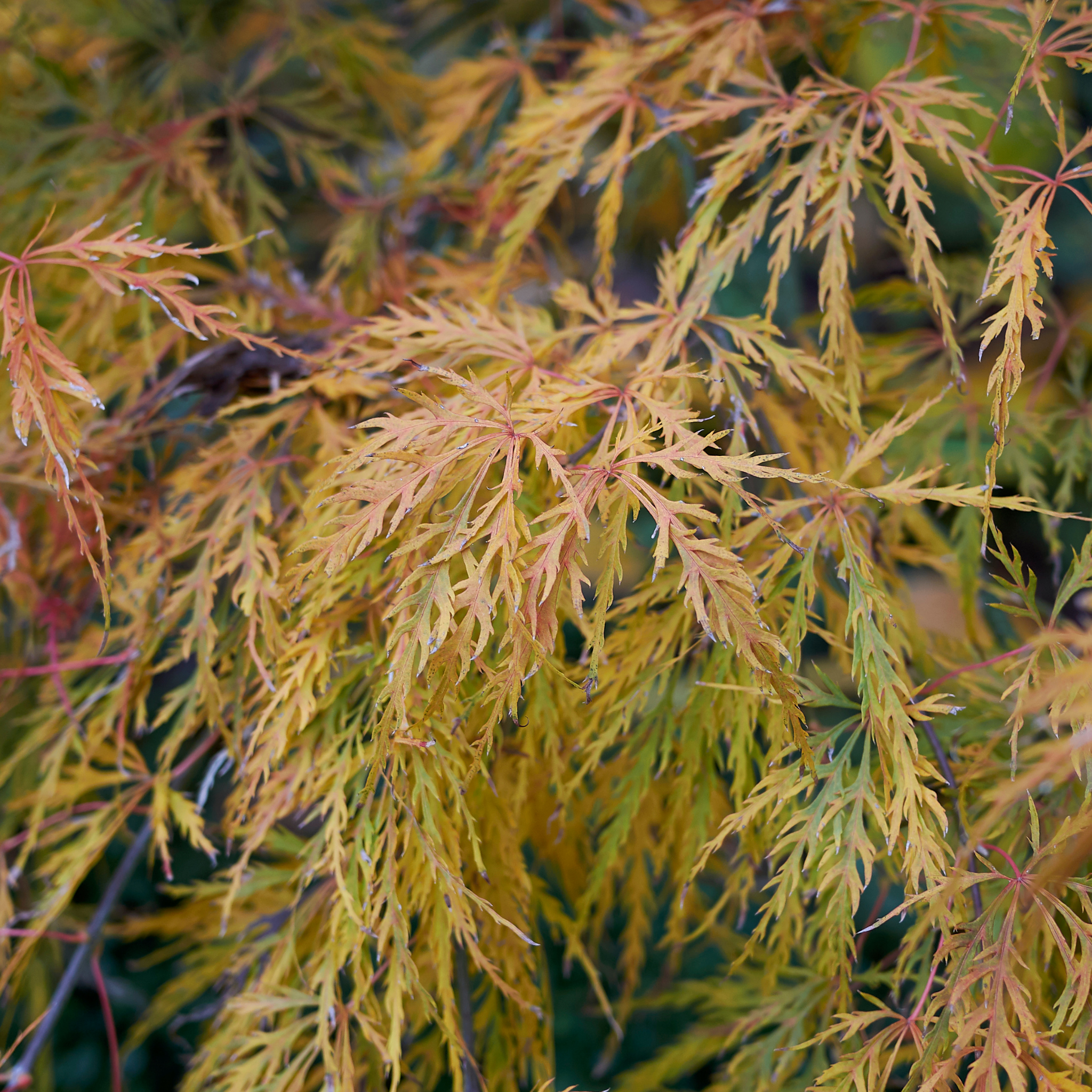 Weeping Japanese Maple Ellen - Acer palmatum Dissectum Ellen