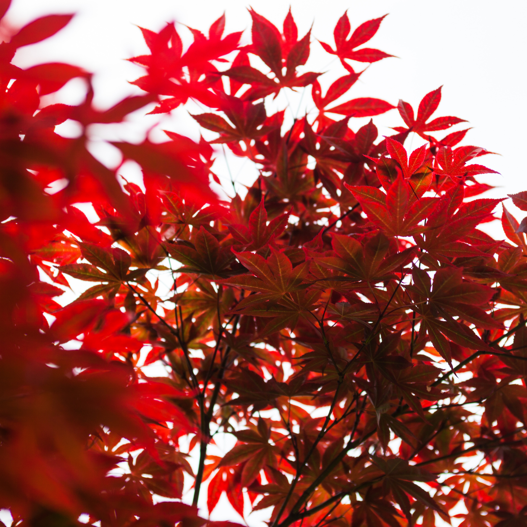 Close-up of vibrant red leaves against a white background
