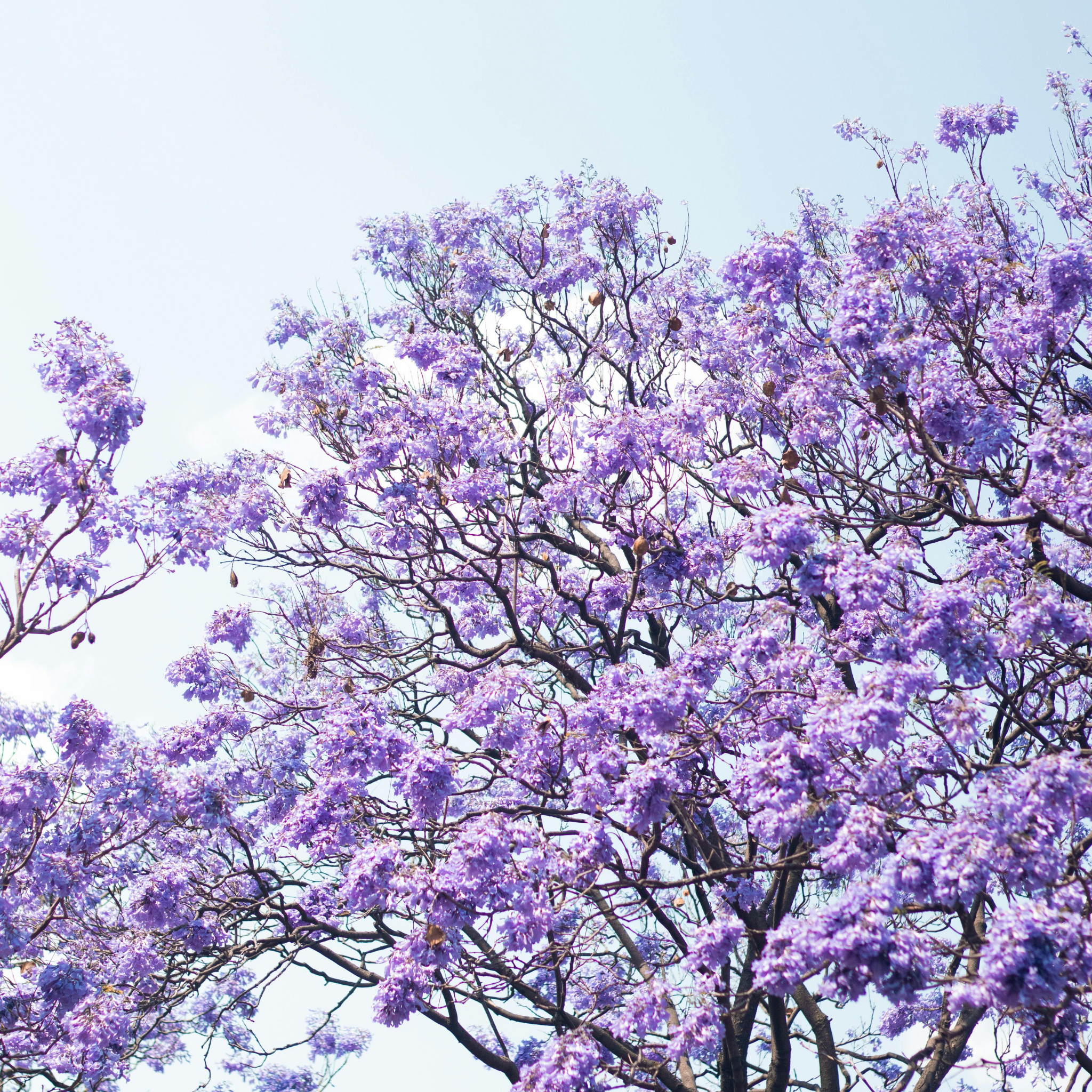Blue Jacaranda - Jacaranda mimosifolia
