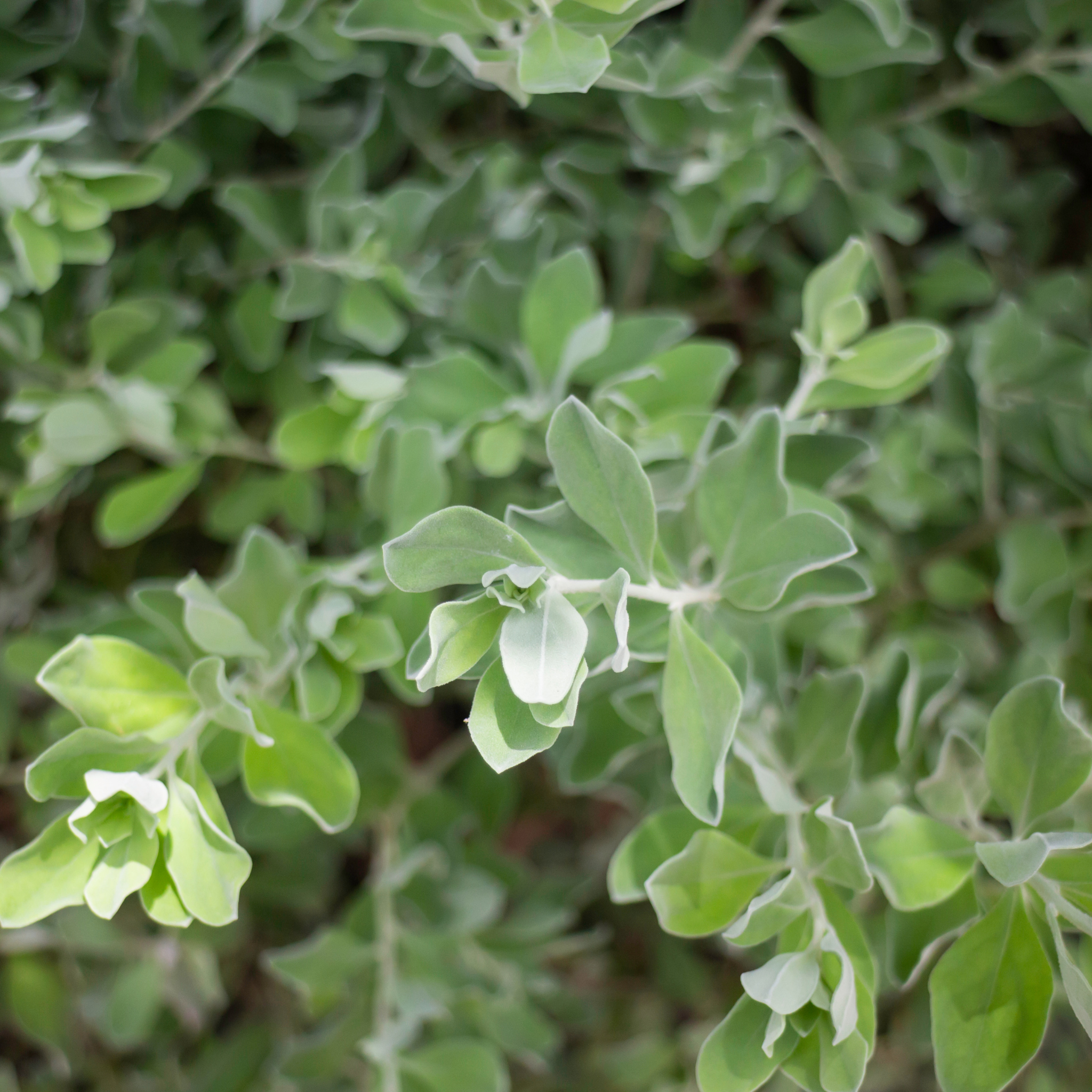 Creeping saltbush - Rhagodia spinescens Aussie Flat Bush PBR