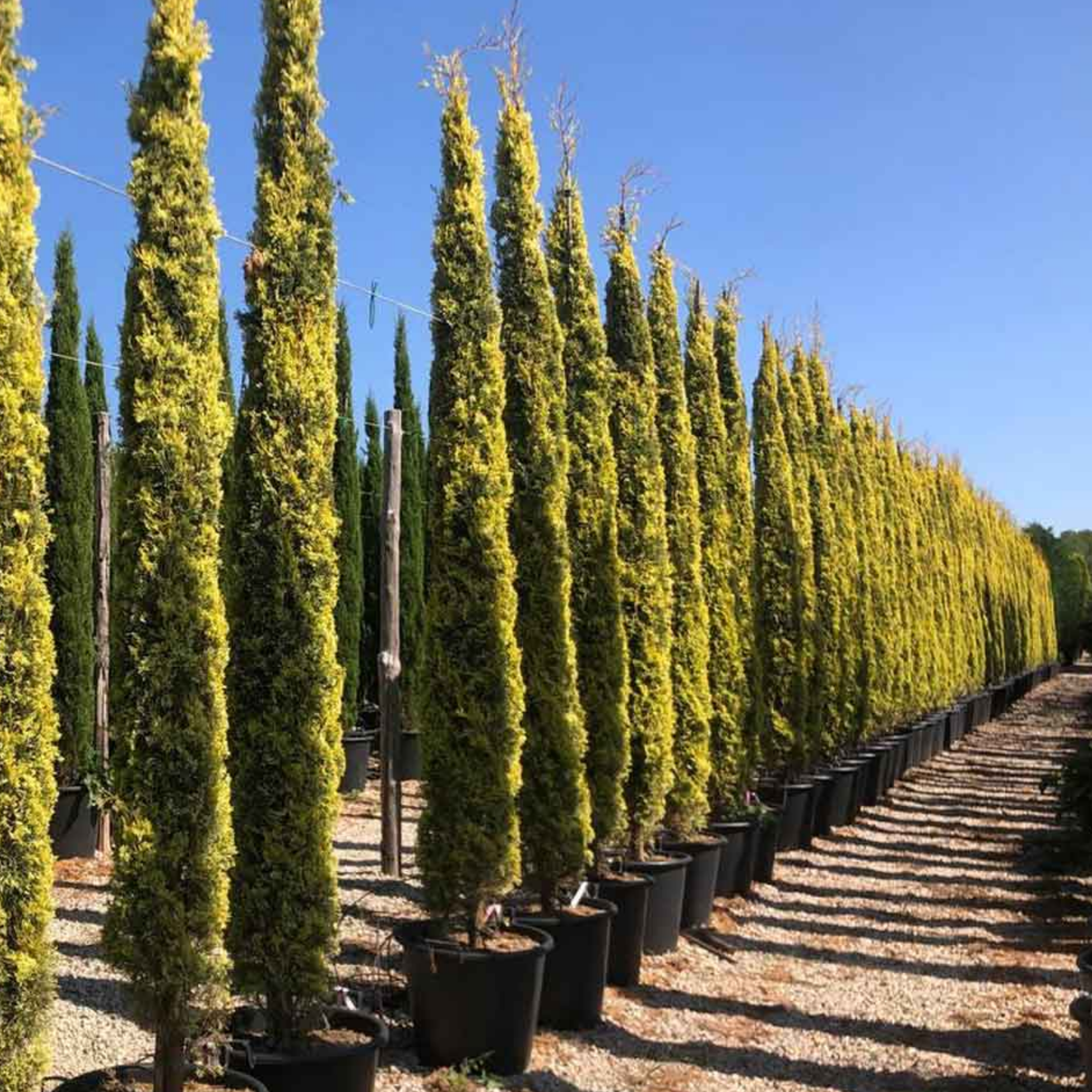 Swanes Golden Pencil Pine - Golden Italian Cypress Cupressus sempervirens