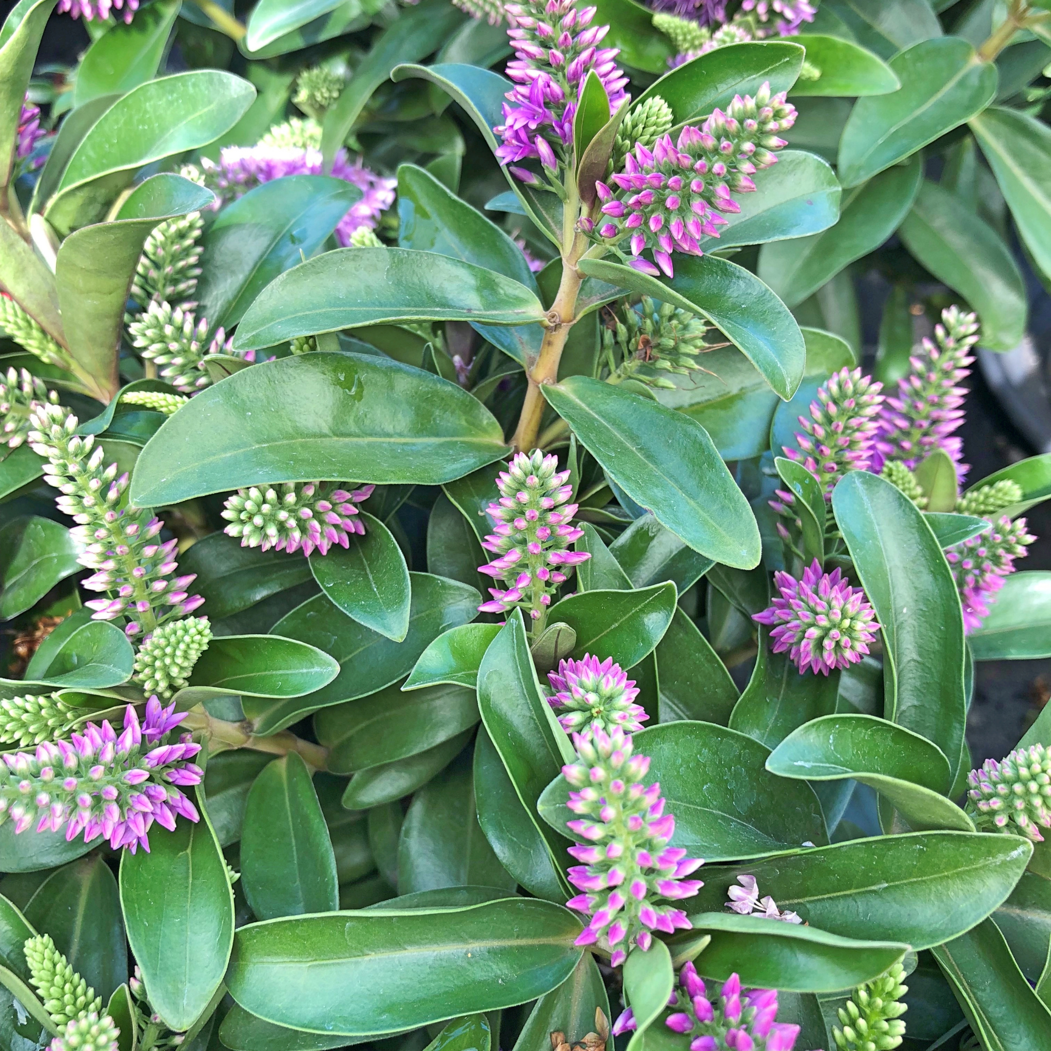 Showy Hebe Inspiration - Hebe speciosa diosmifolia 'Inspiration'