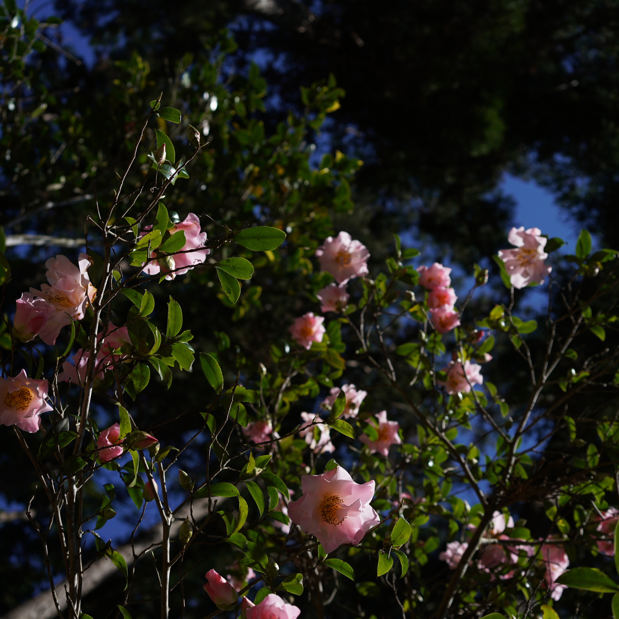 Sasanqua Camellia Edna Butler - Camellia sasanqua 'Edna Butler'