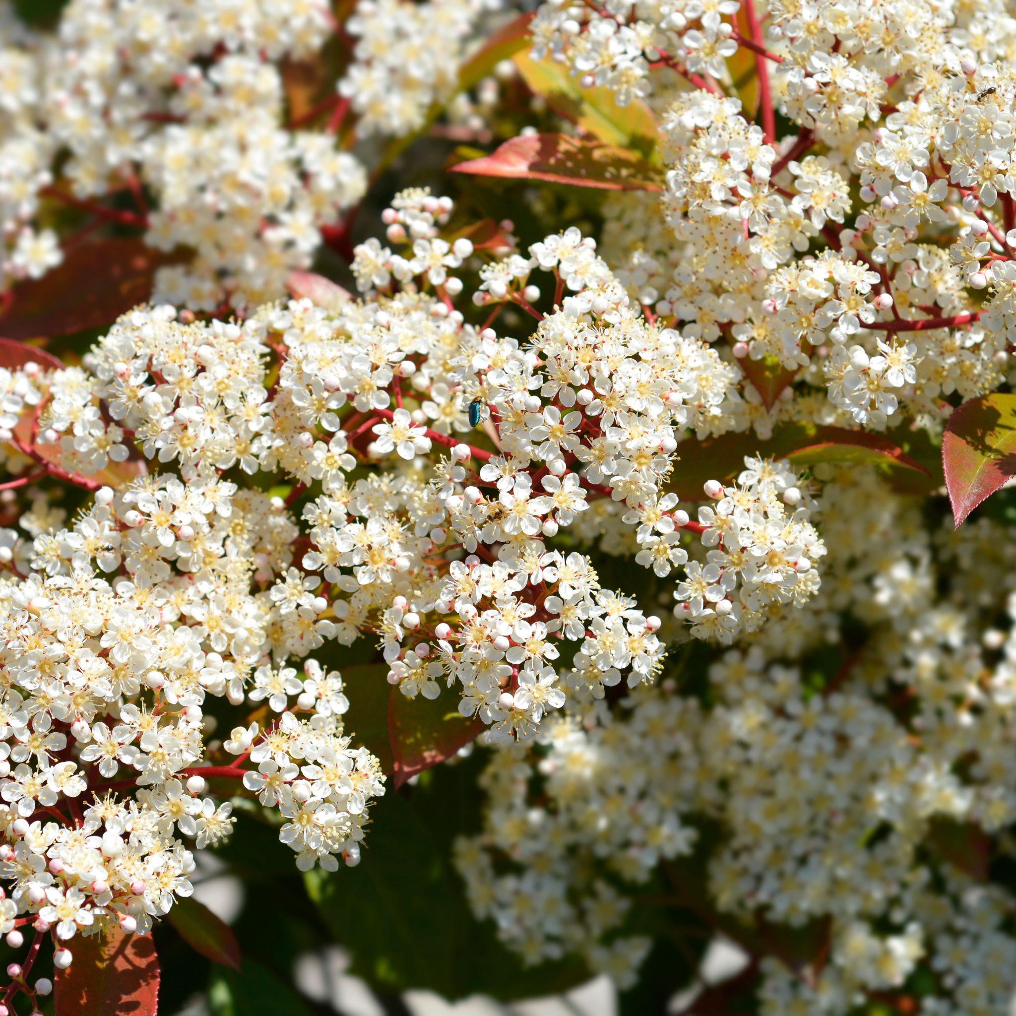 Close-up of white flowers with red leaves in the background