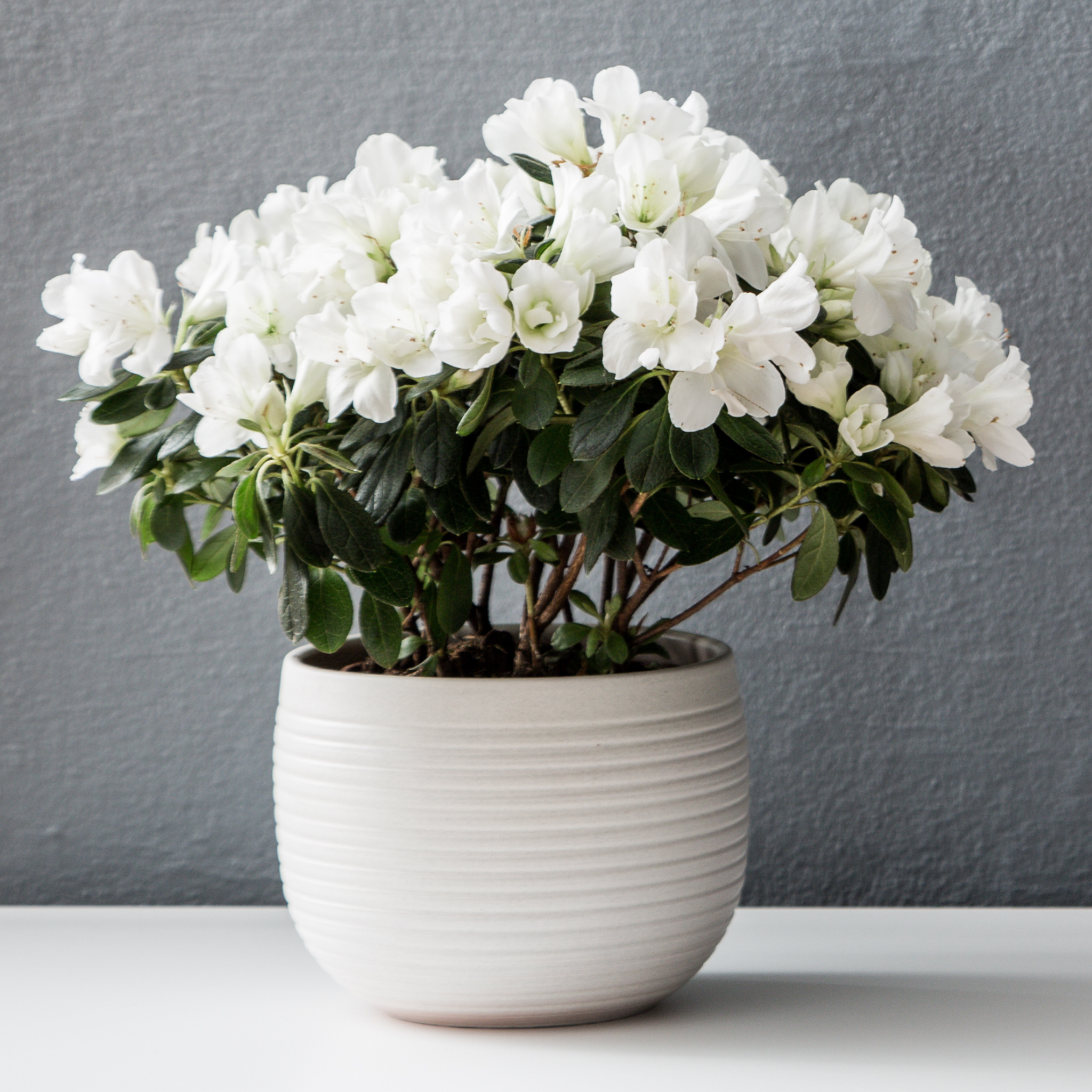 Potted plant with white flowers on a gray background