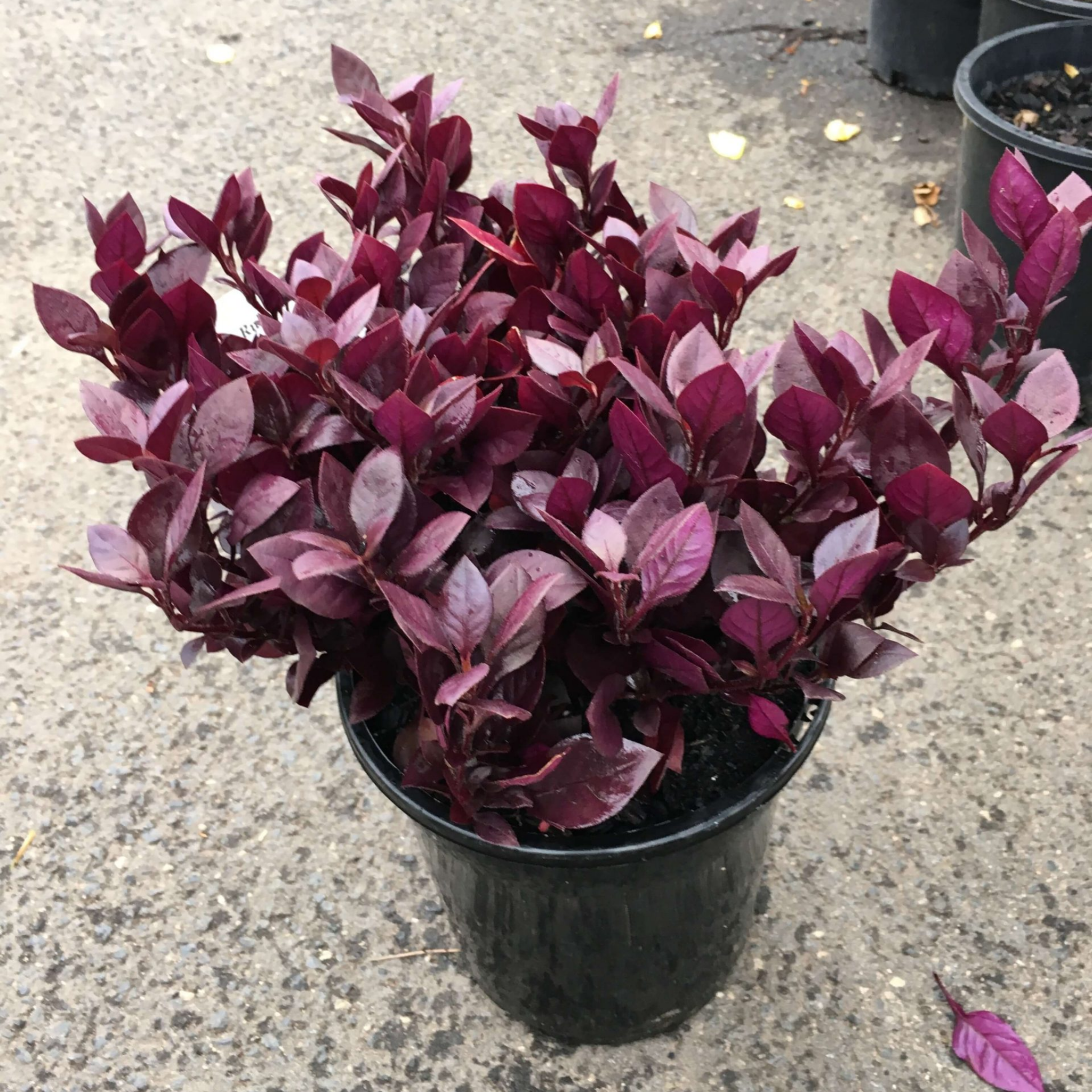 Potted plant with purple leaves on a concrete surface