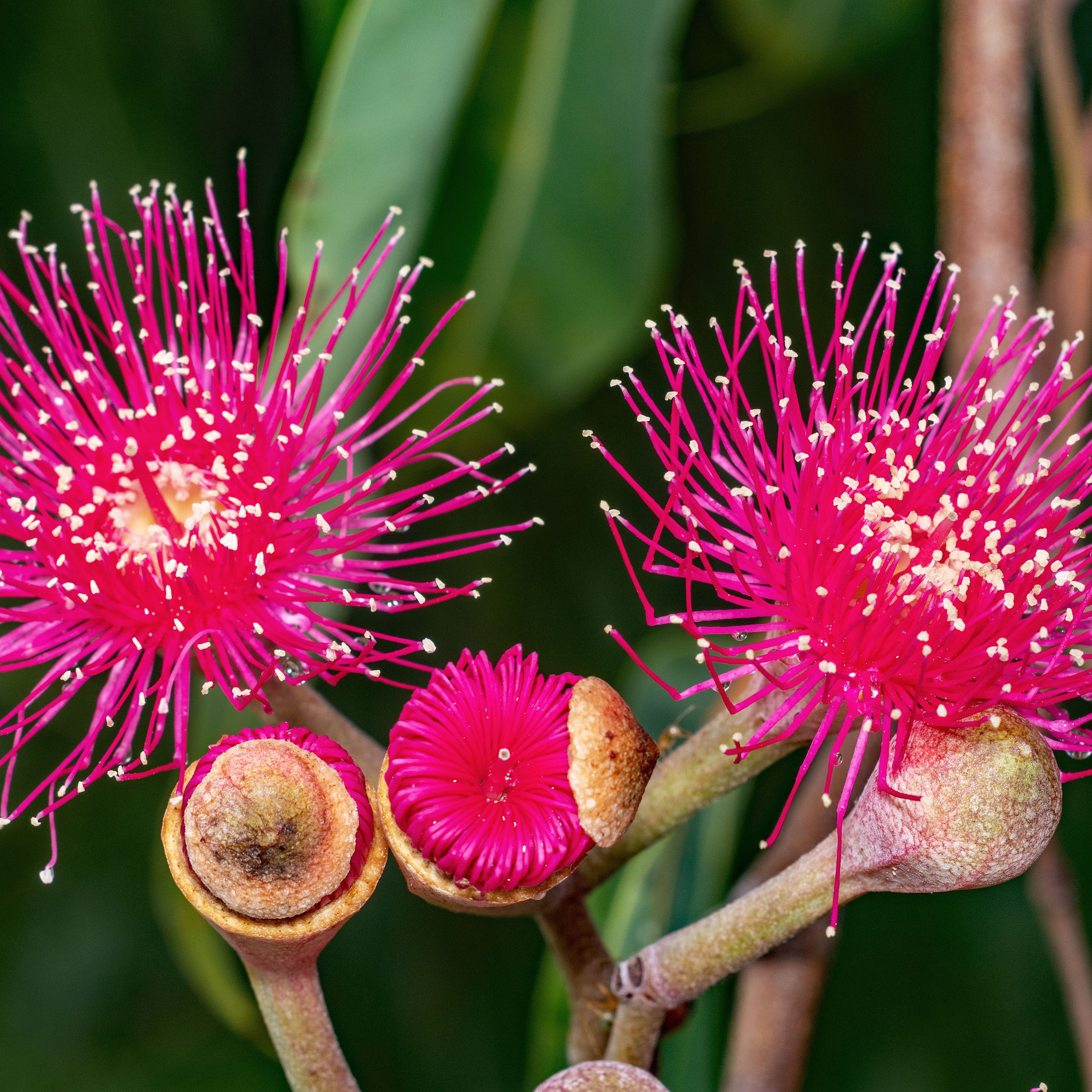 Eucalyptus Euky Dwarf Gum - Eucalyptus leucoxylon Euky Dwarf