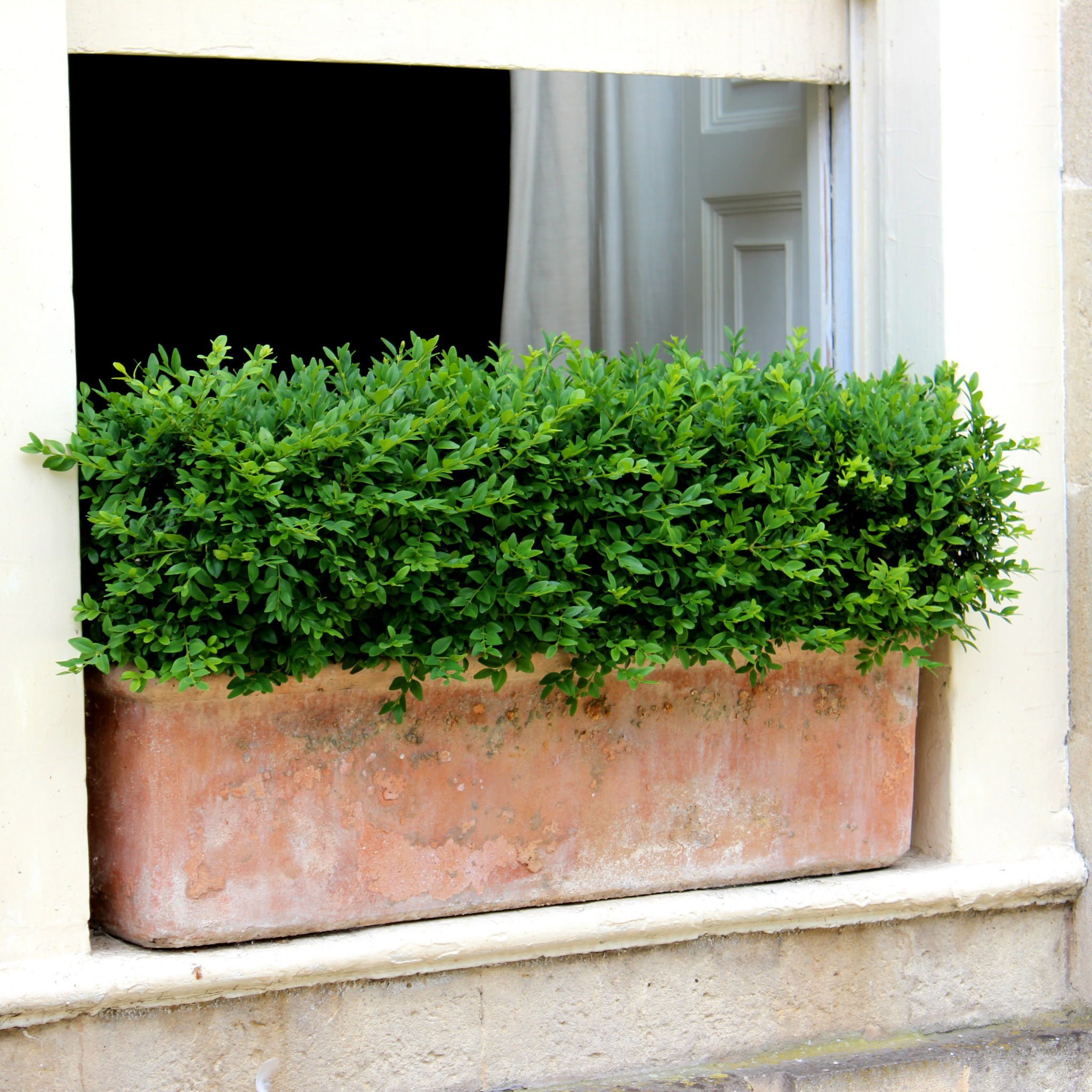 Tall rectangular planter with green shrubbery on a window sill.