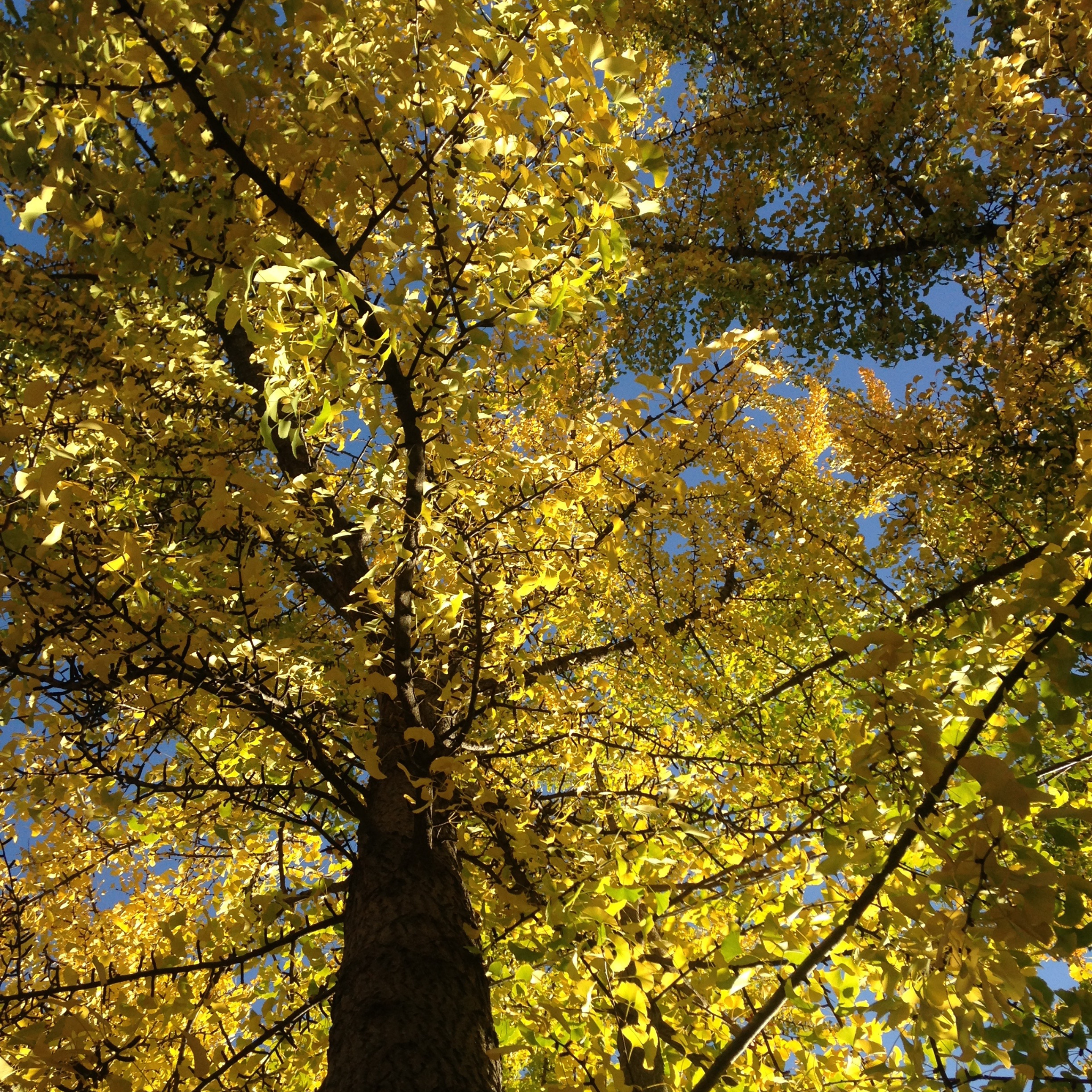 Ginkgo biloba - Maidenhair Tree Conifer