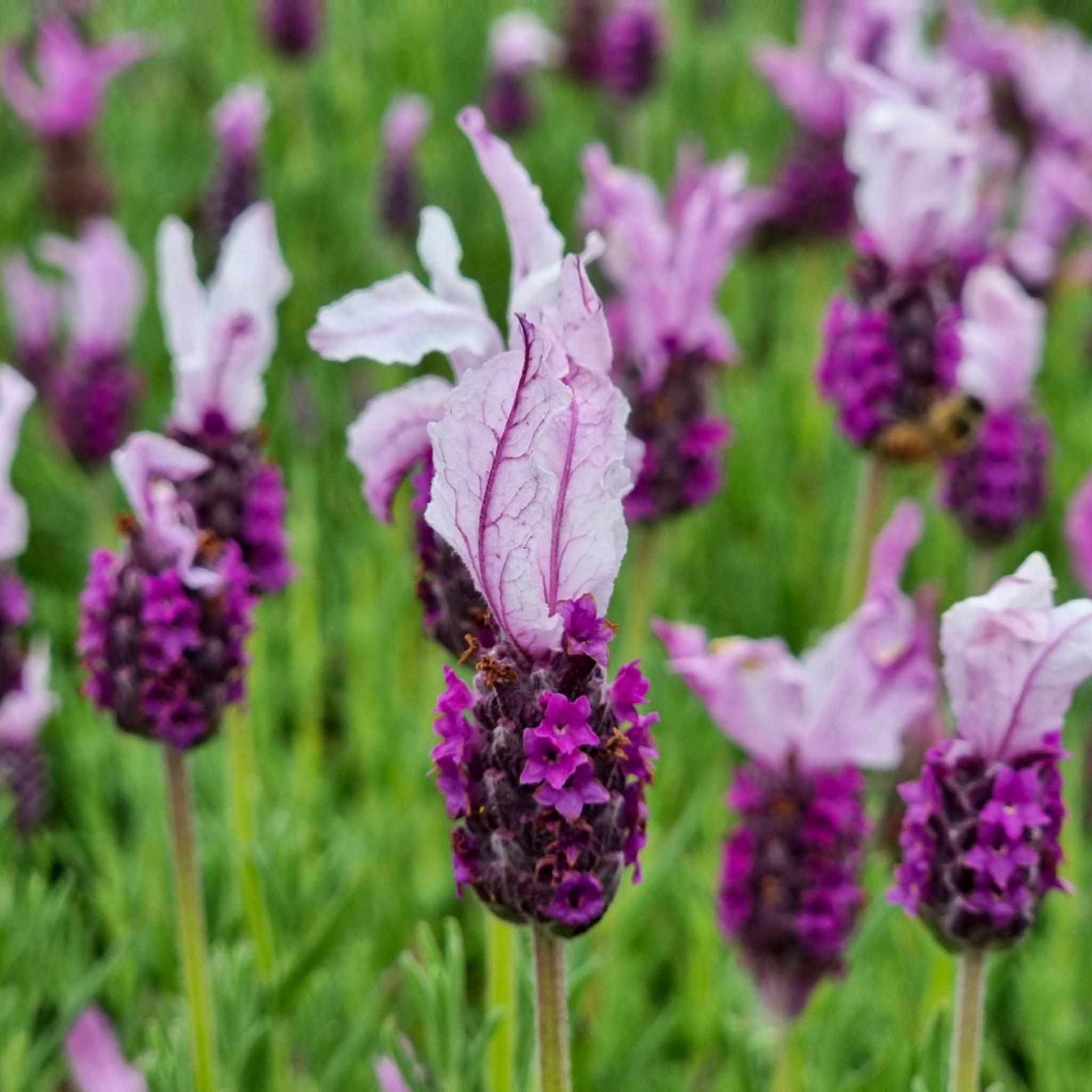 Pink Queen Lavender - Lavandula pedunculata Pink Queen