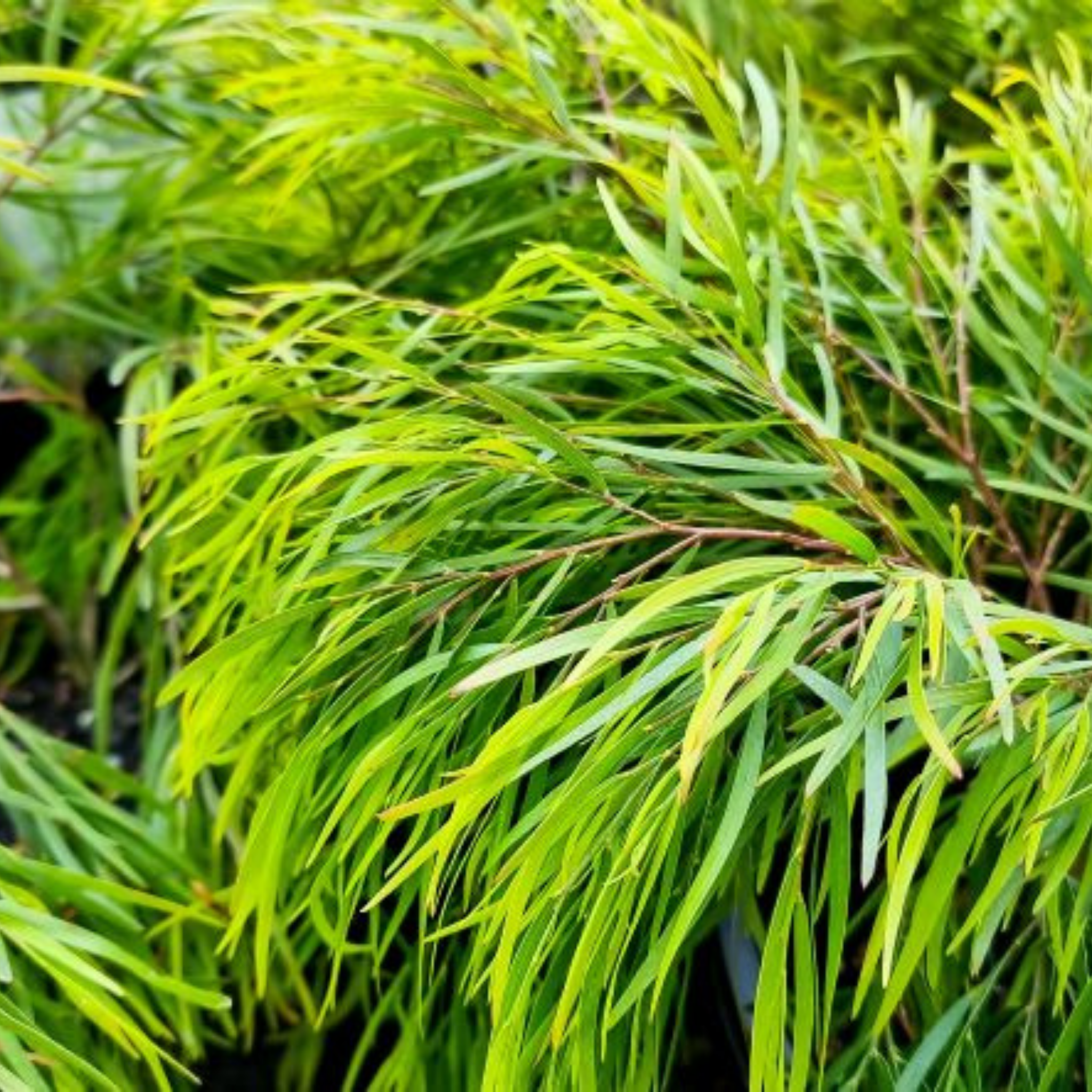 Close-up of green leaves with a blurred background