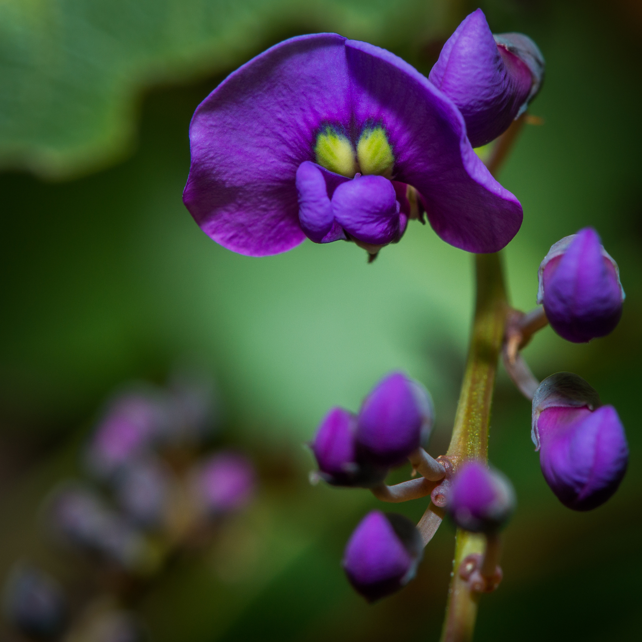 Hardenbergia violacea Happy Wanderer - Native Wisteria