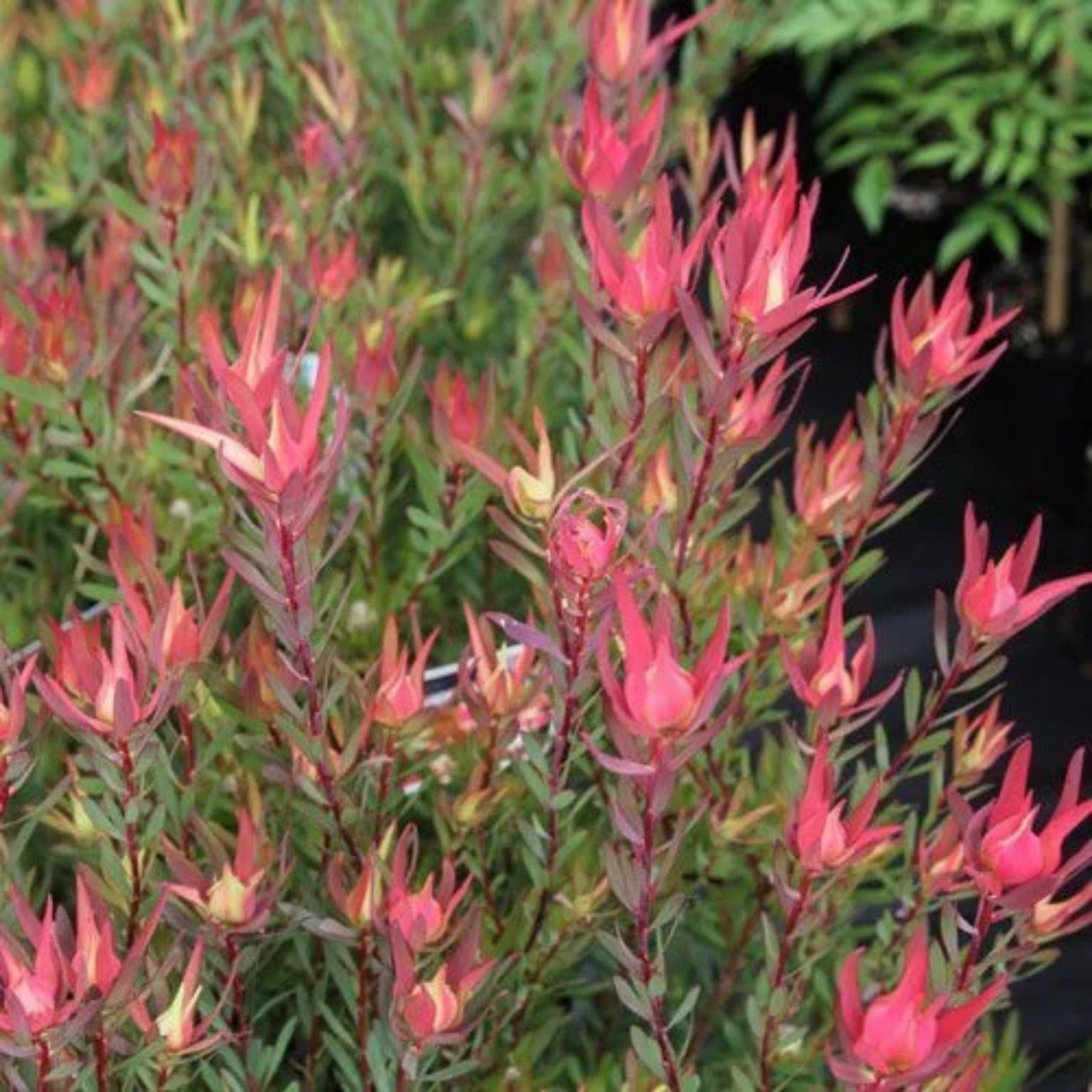 Conebush Jack Harre - Leucadendron salignum Jack Harre