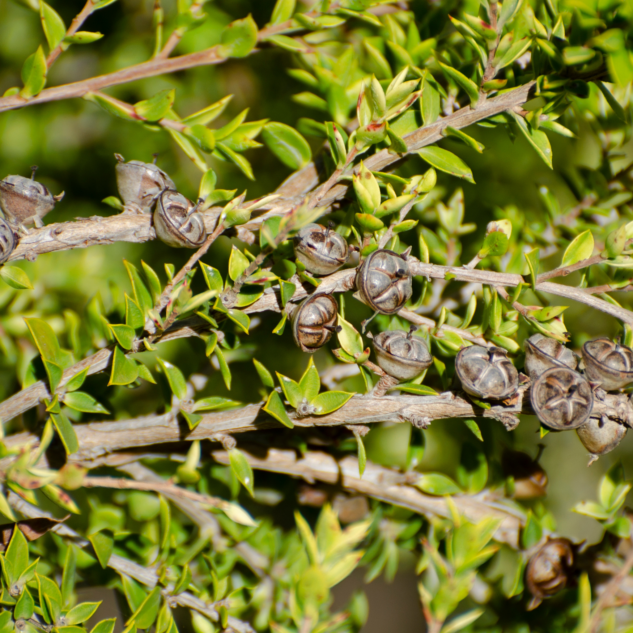 Prickly Tea Tree - Leptospermum continentale