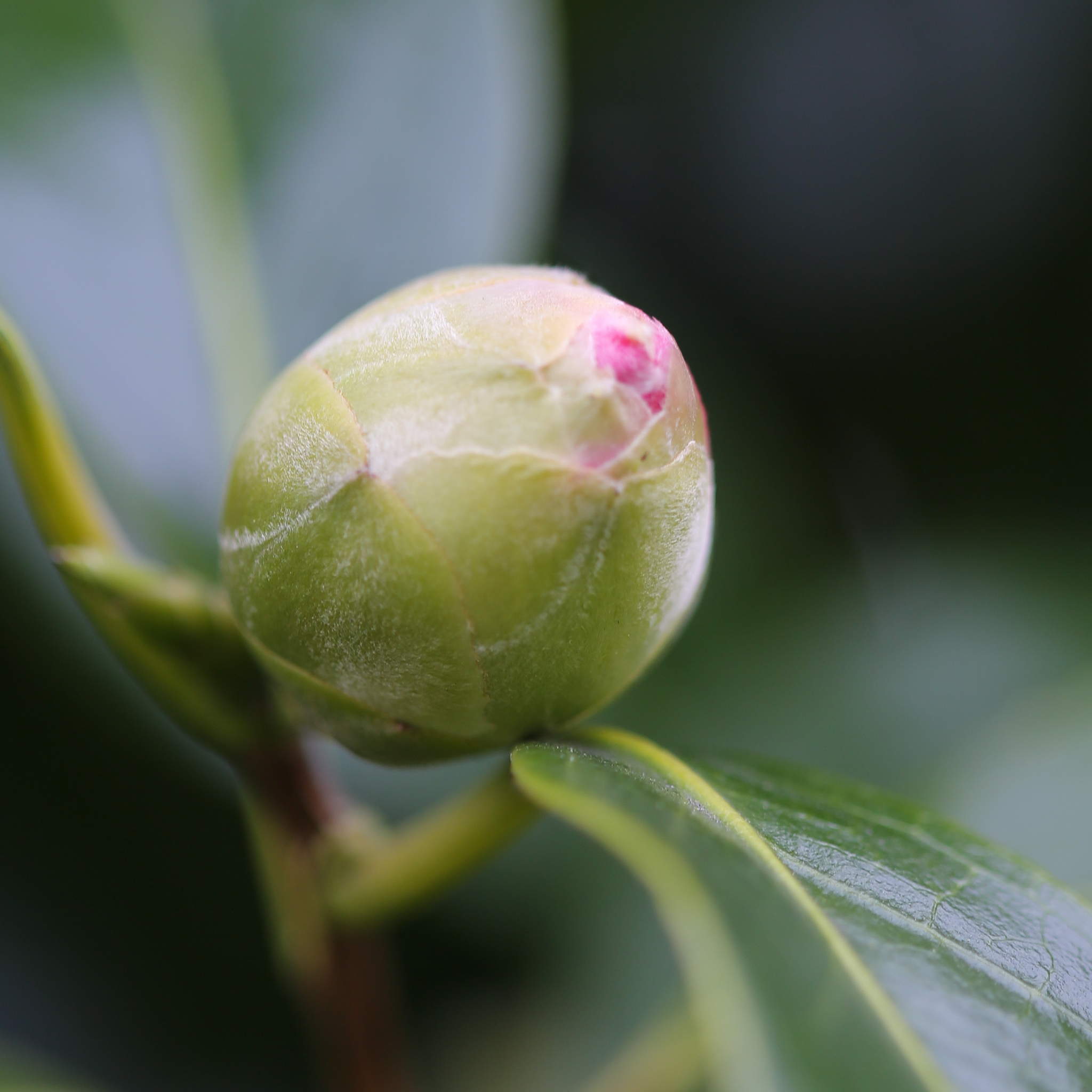 Camellia Sweet Jane - Camellia hybrida 'Sweet Jane'