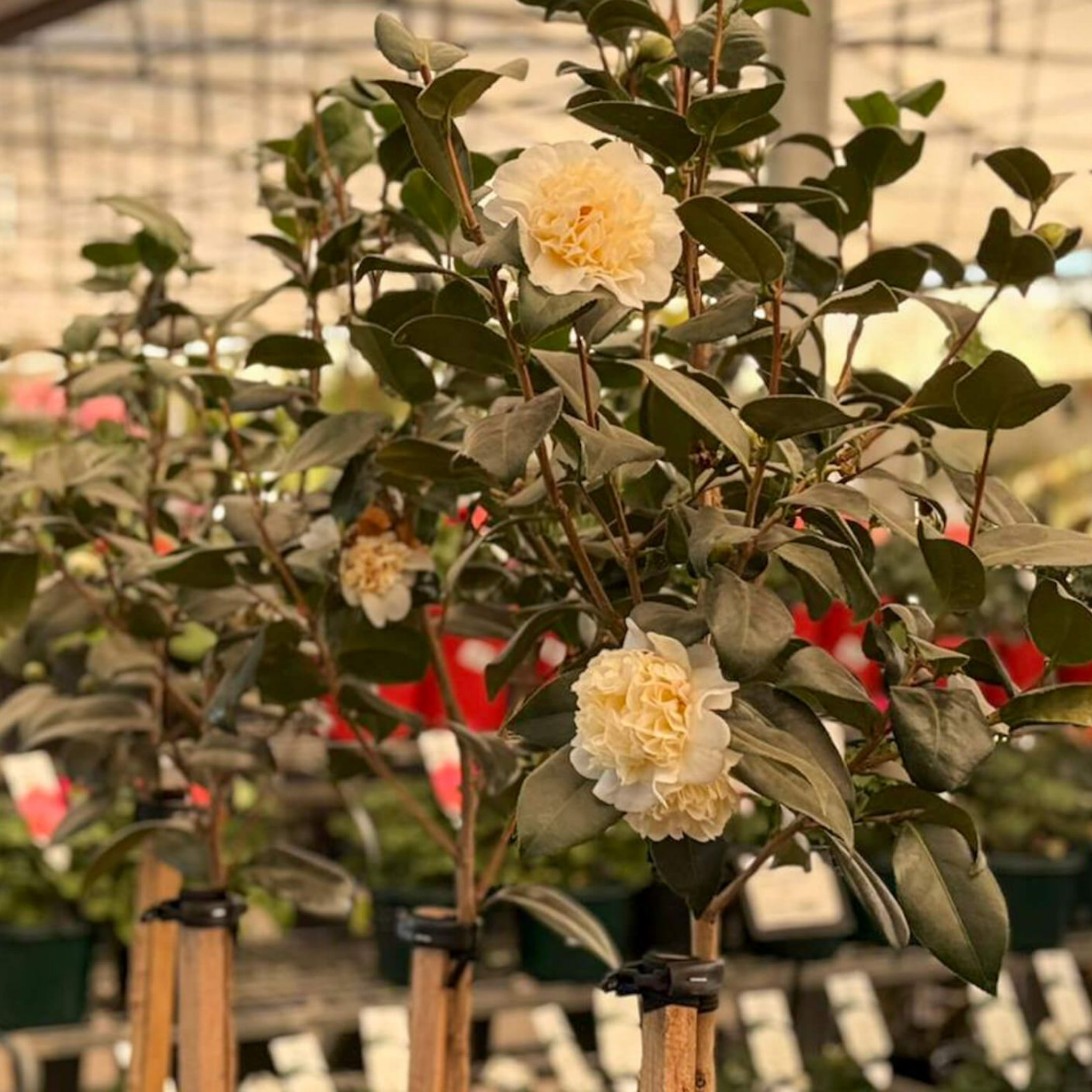 Camellia japonica Brushfields Yellow