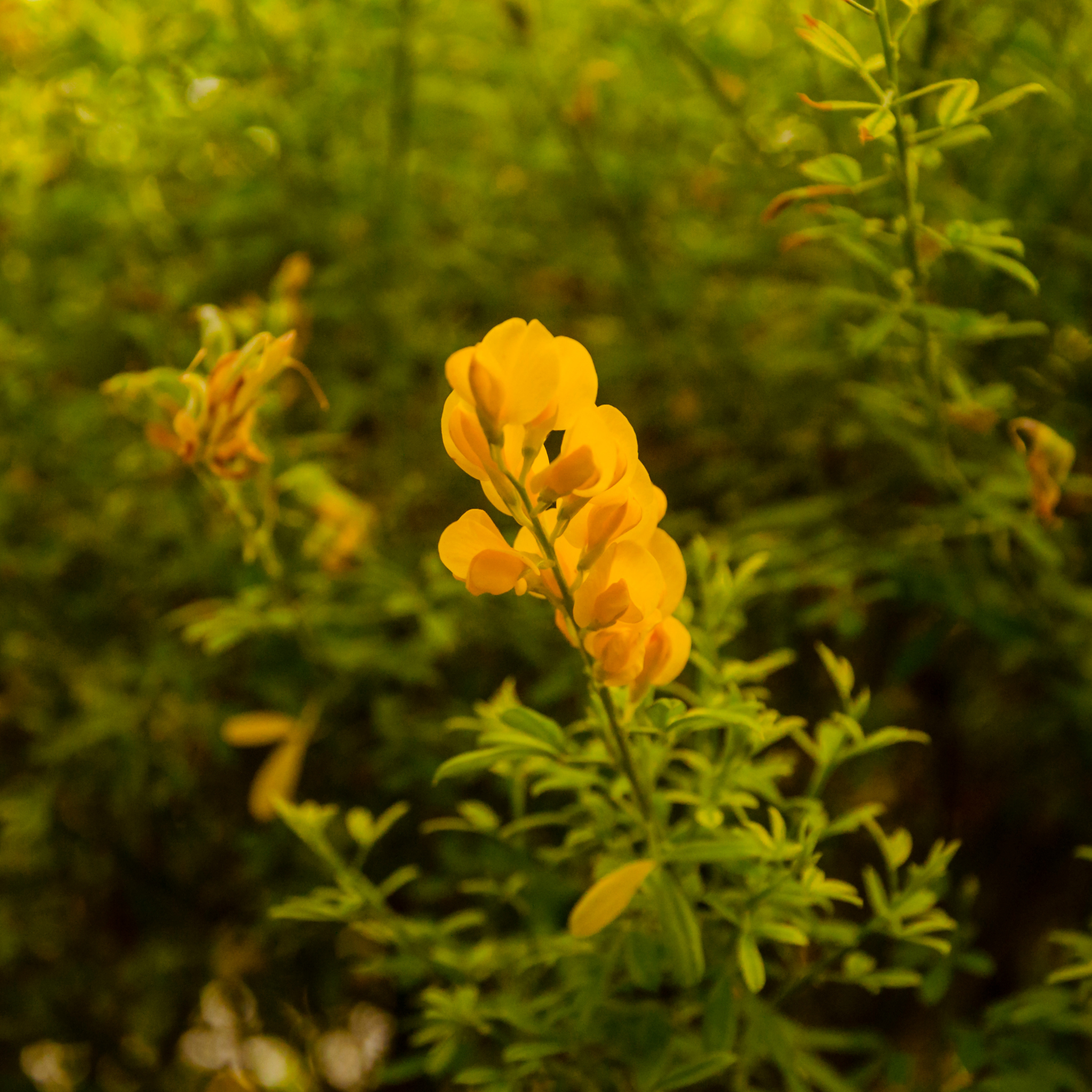 Dwarf Yellow Broom - Cytisus racemosus Nana